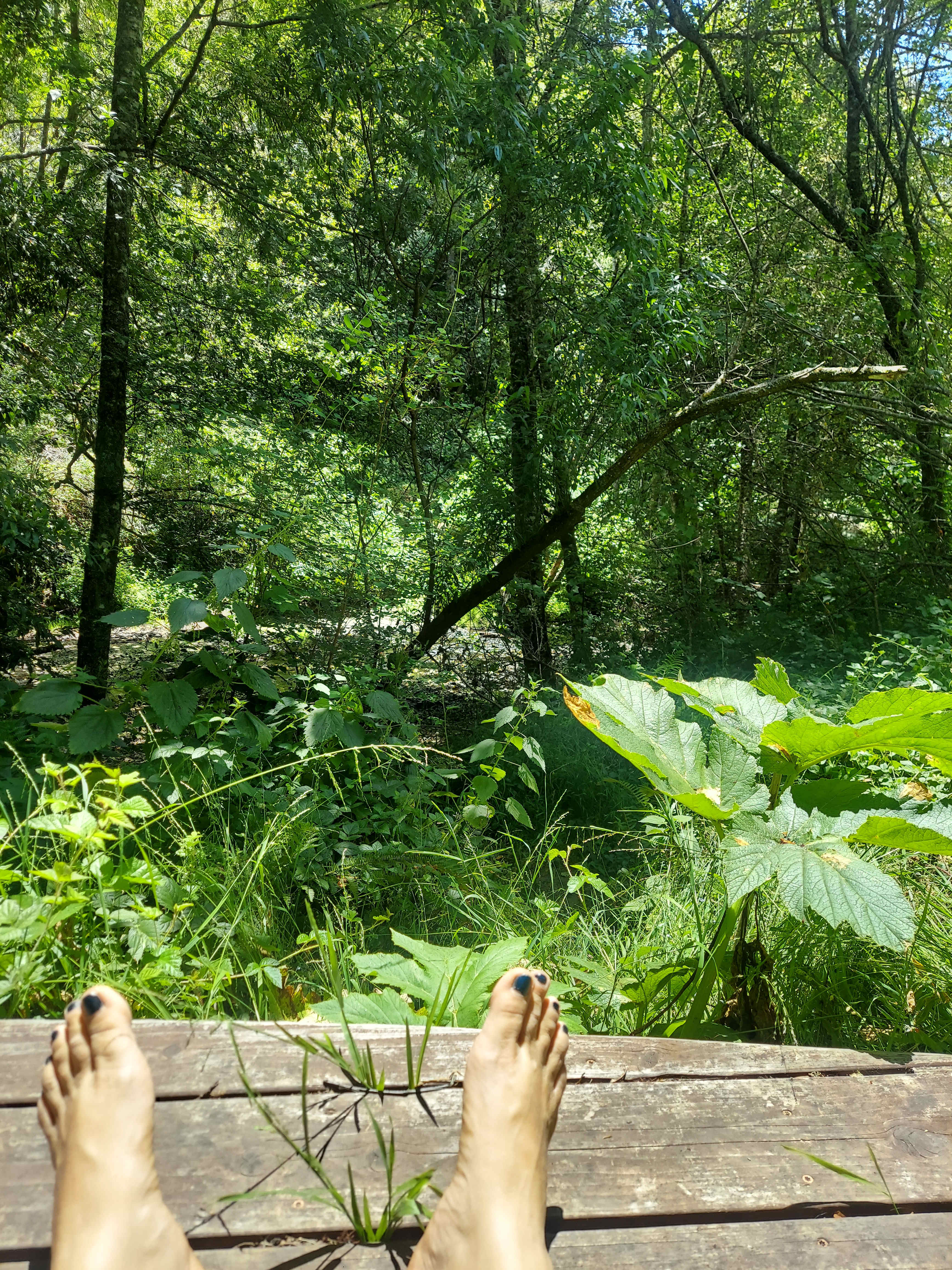 The view from the deck