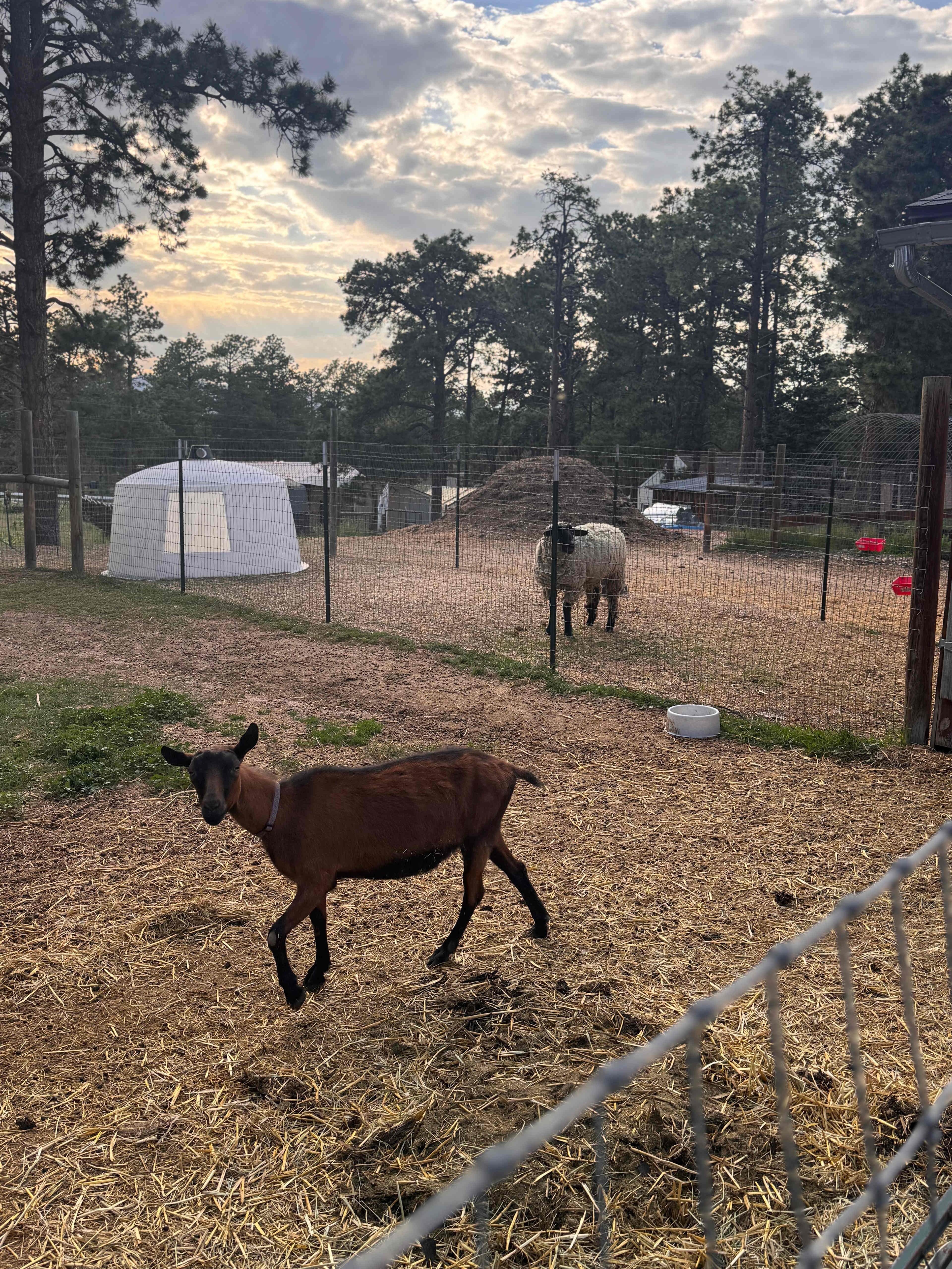 The Black Forest Boho Glamper