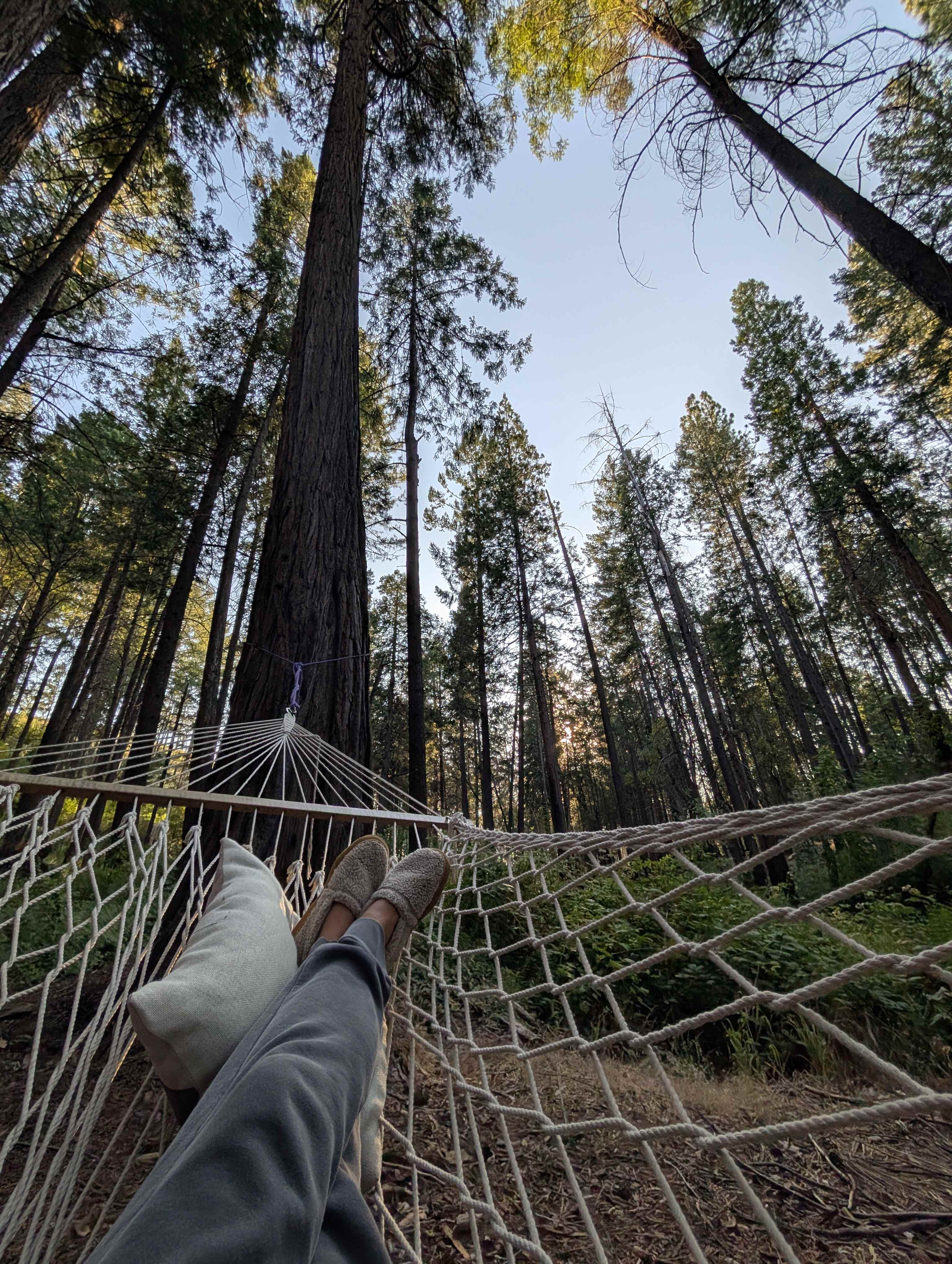 Unplug for nature, dogs, and kids