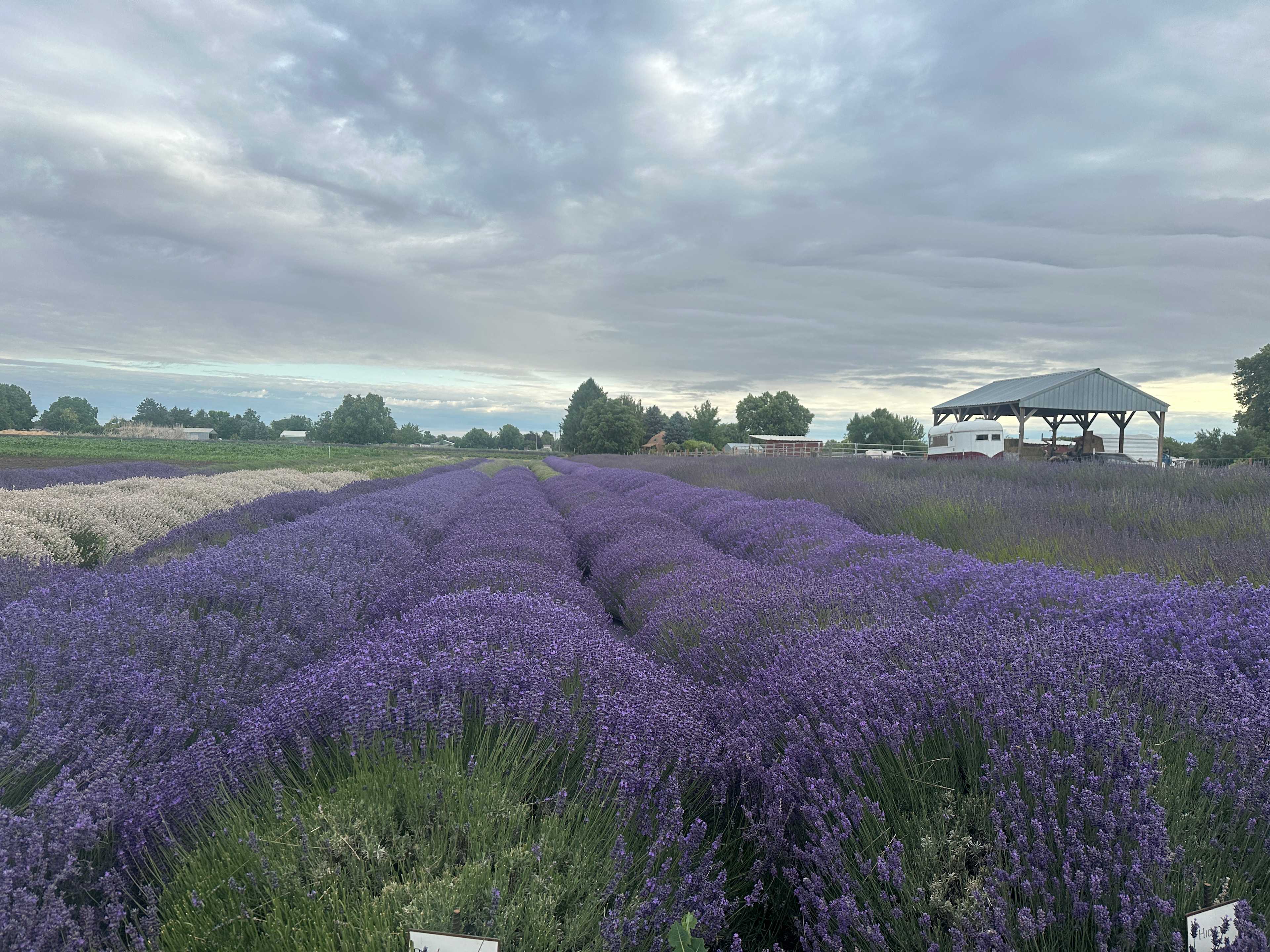 Lavender farm in bloom