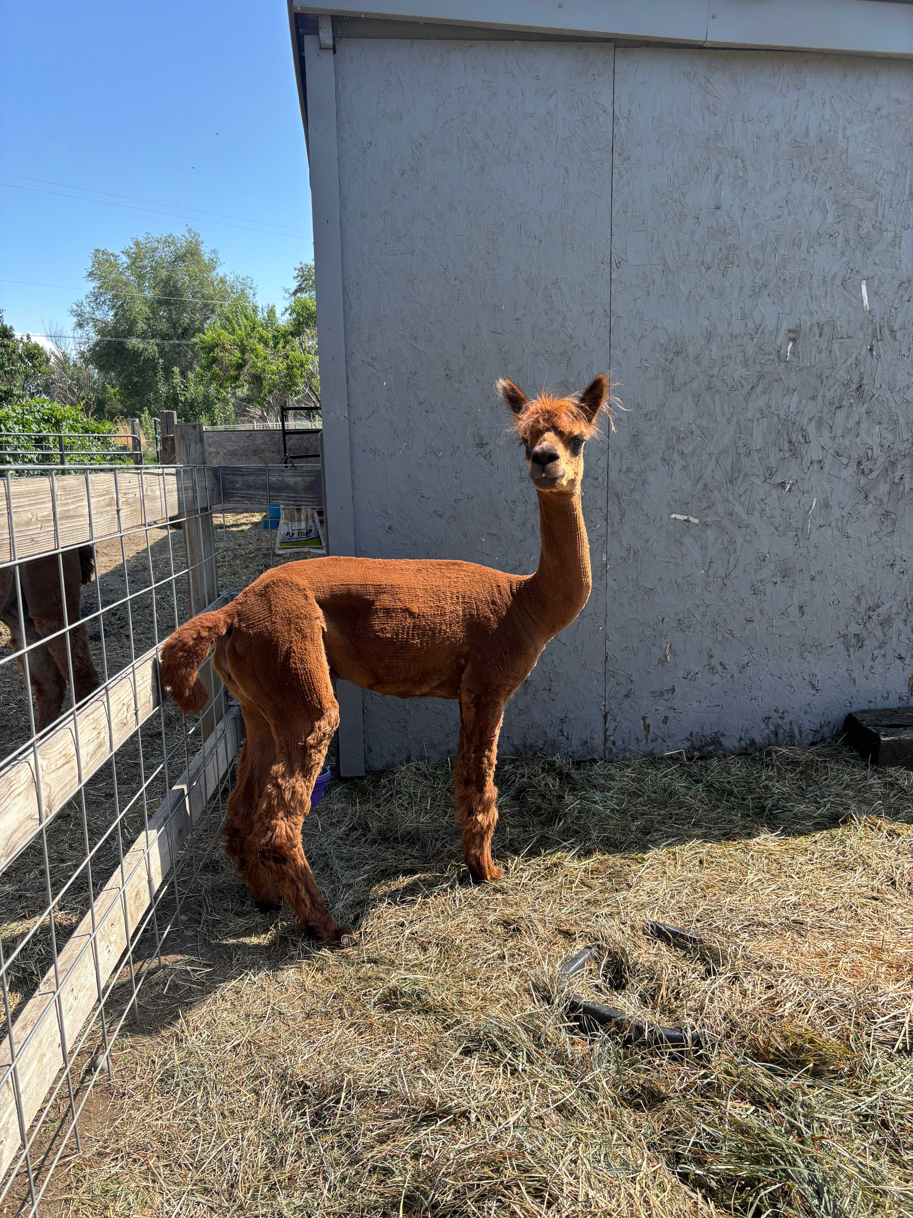JenEric Alpaca Ranch