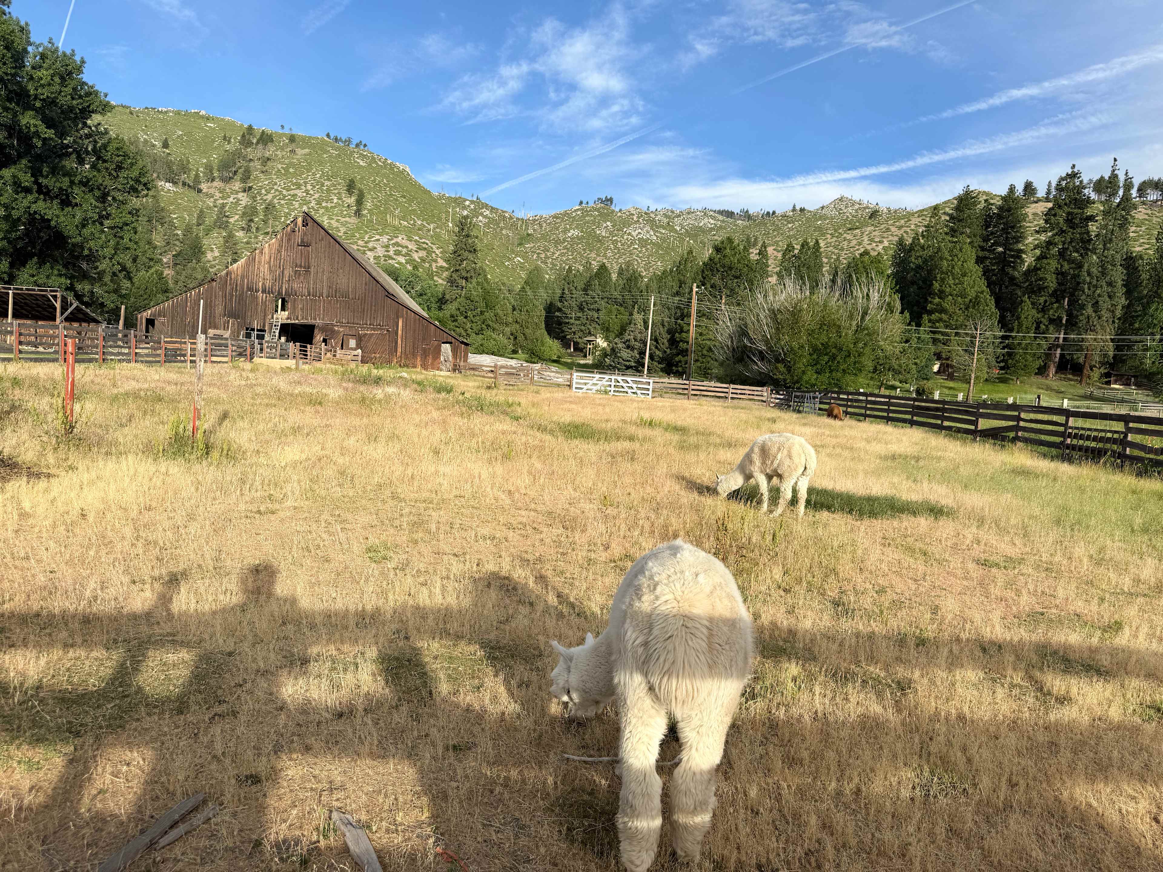 L.Davis Ranch and Olde LYFE Alpacas