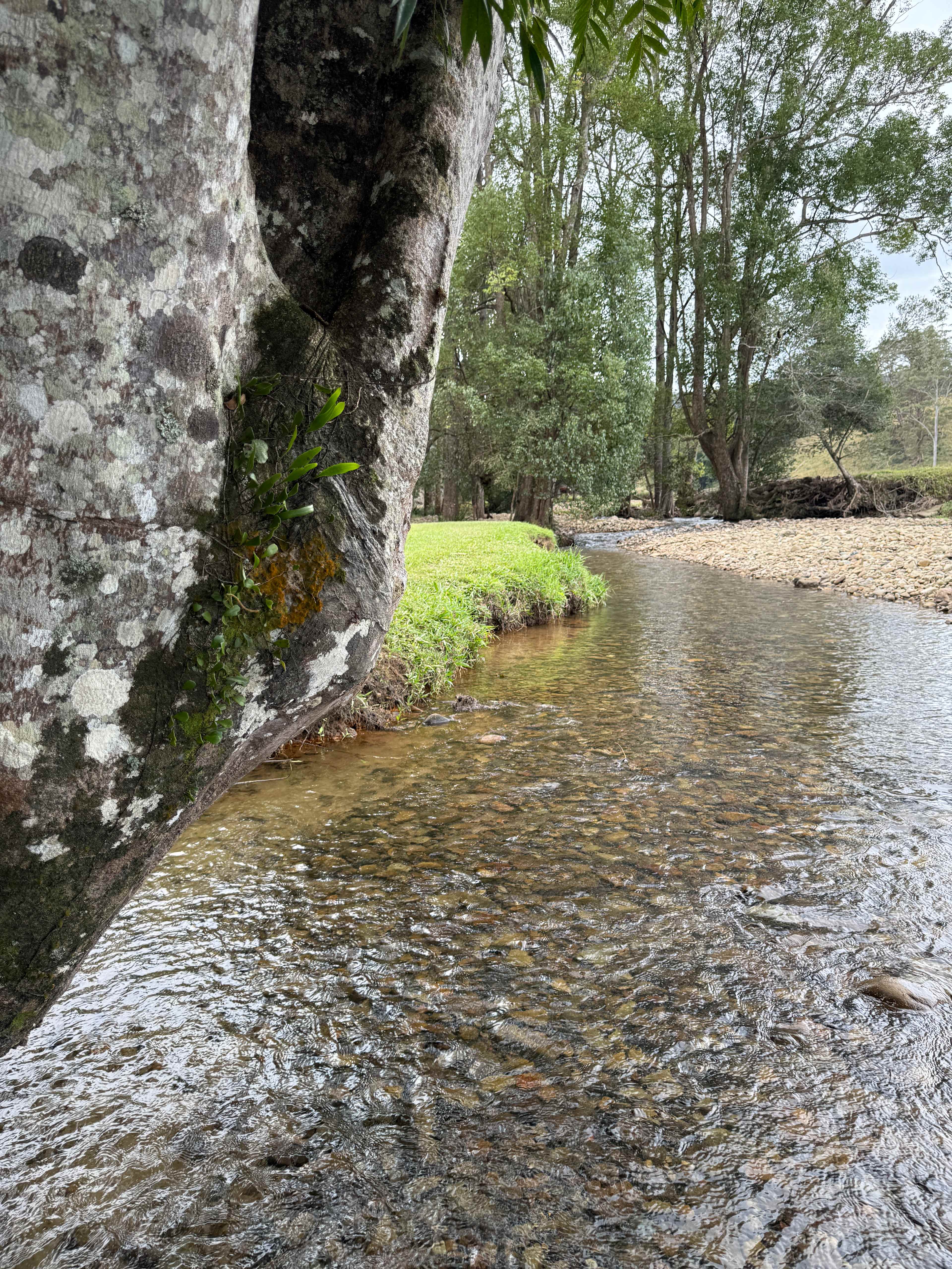 A Campsite on Crystal Creek