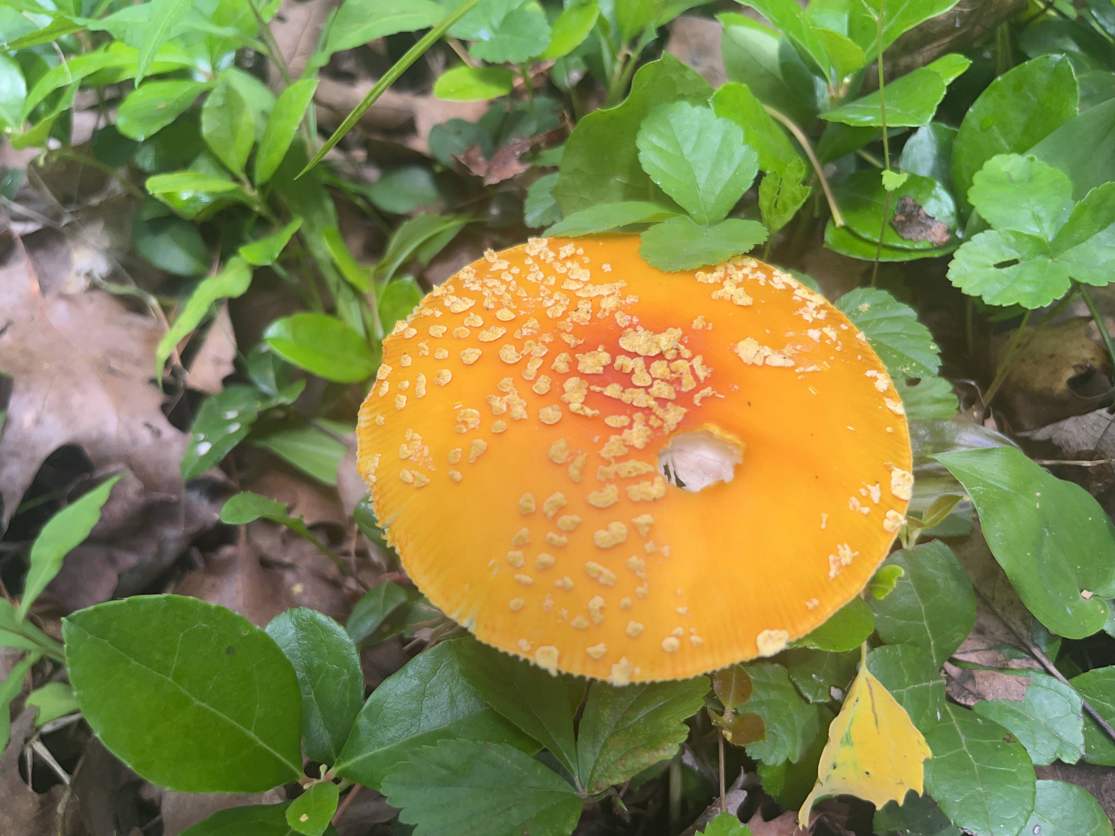 Poisonous ! Don’t eat this one! 