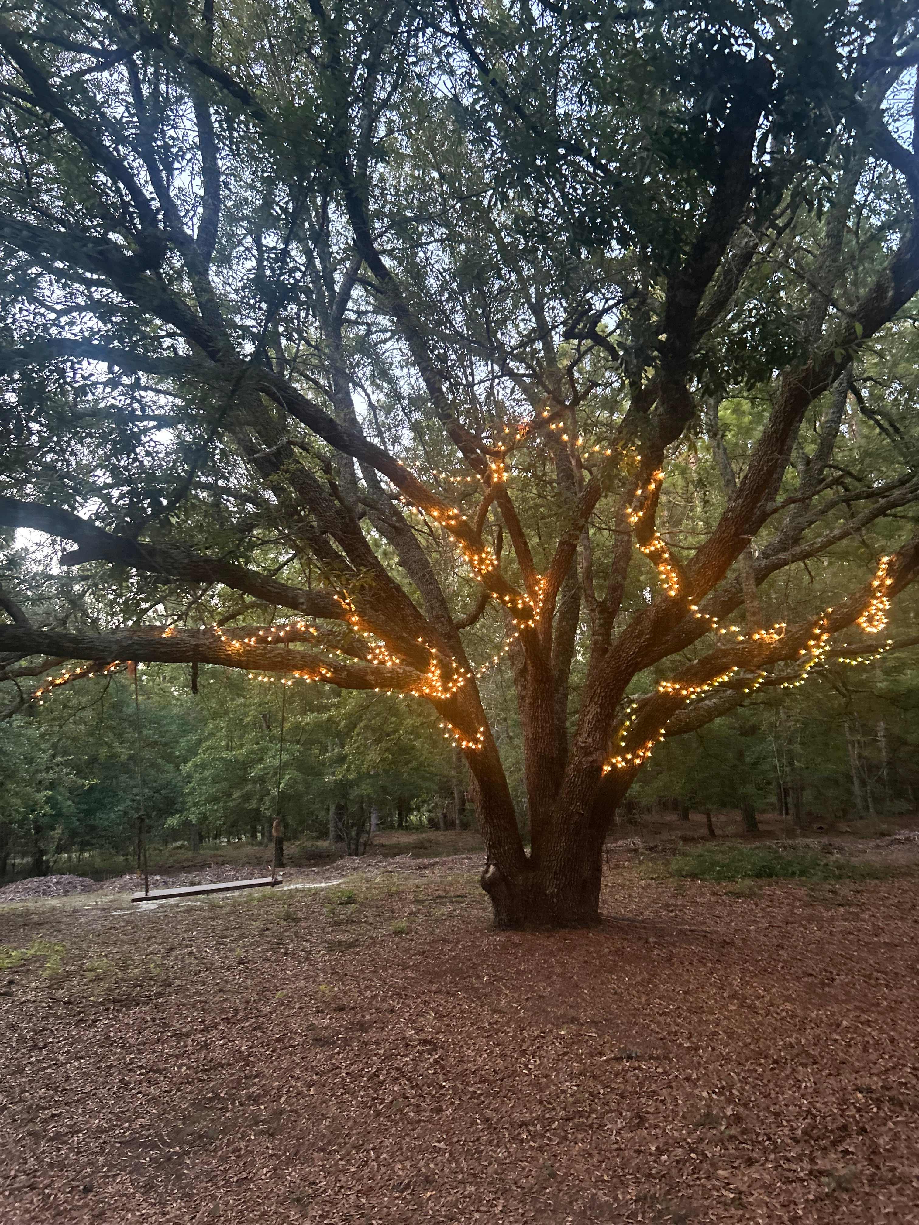 Too Many Oaks Plantation