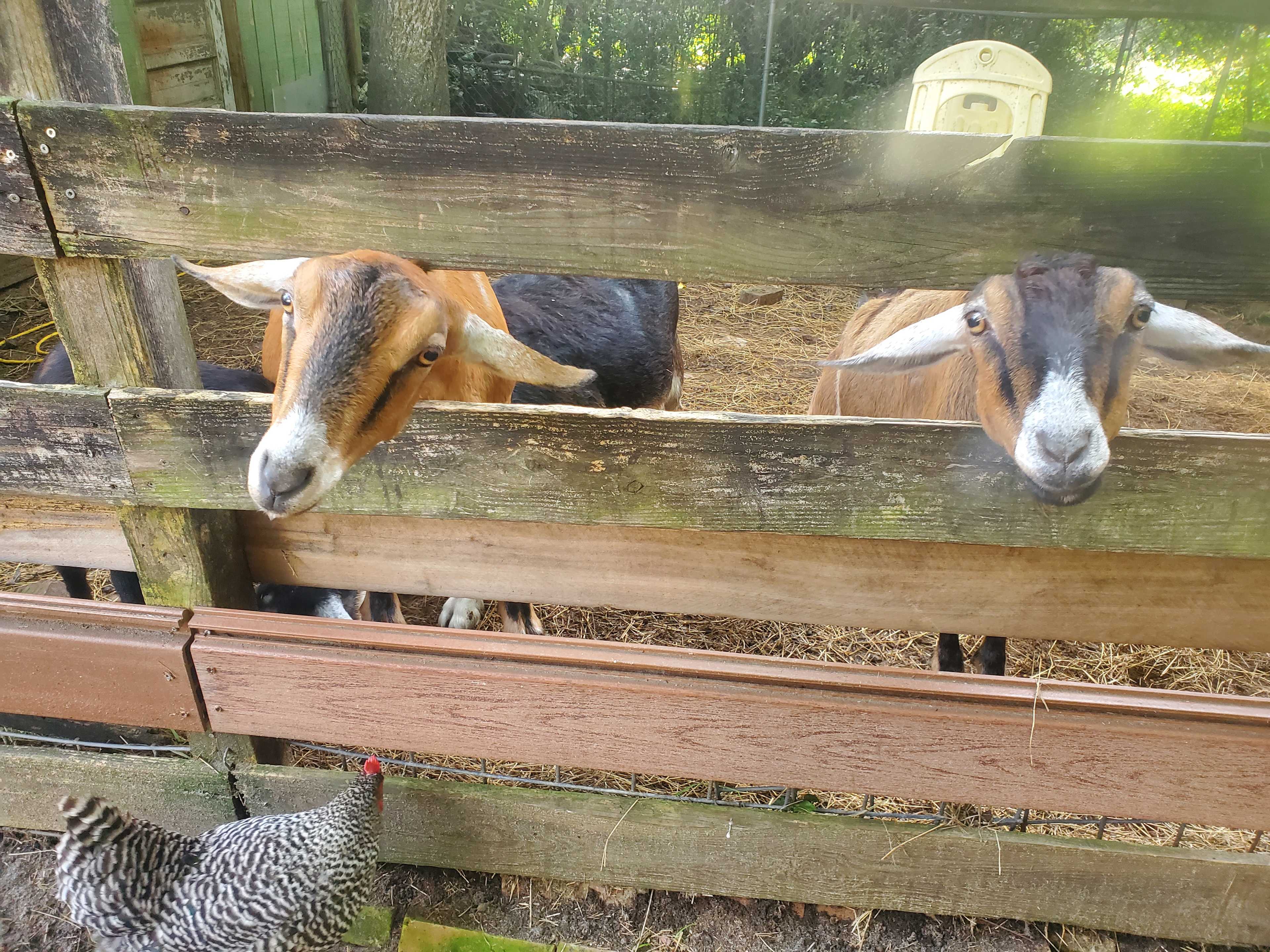 Tiny House on Goat Farm