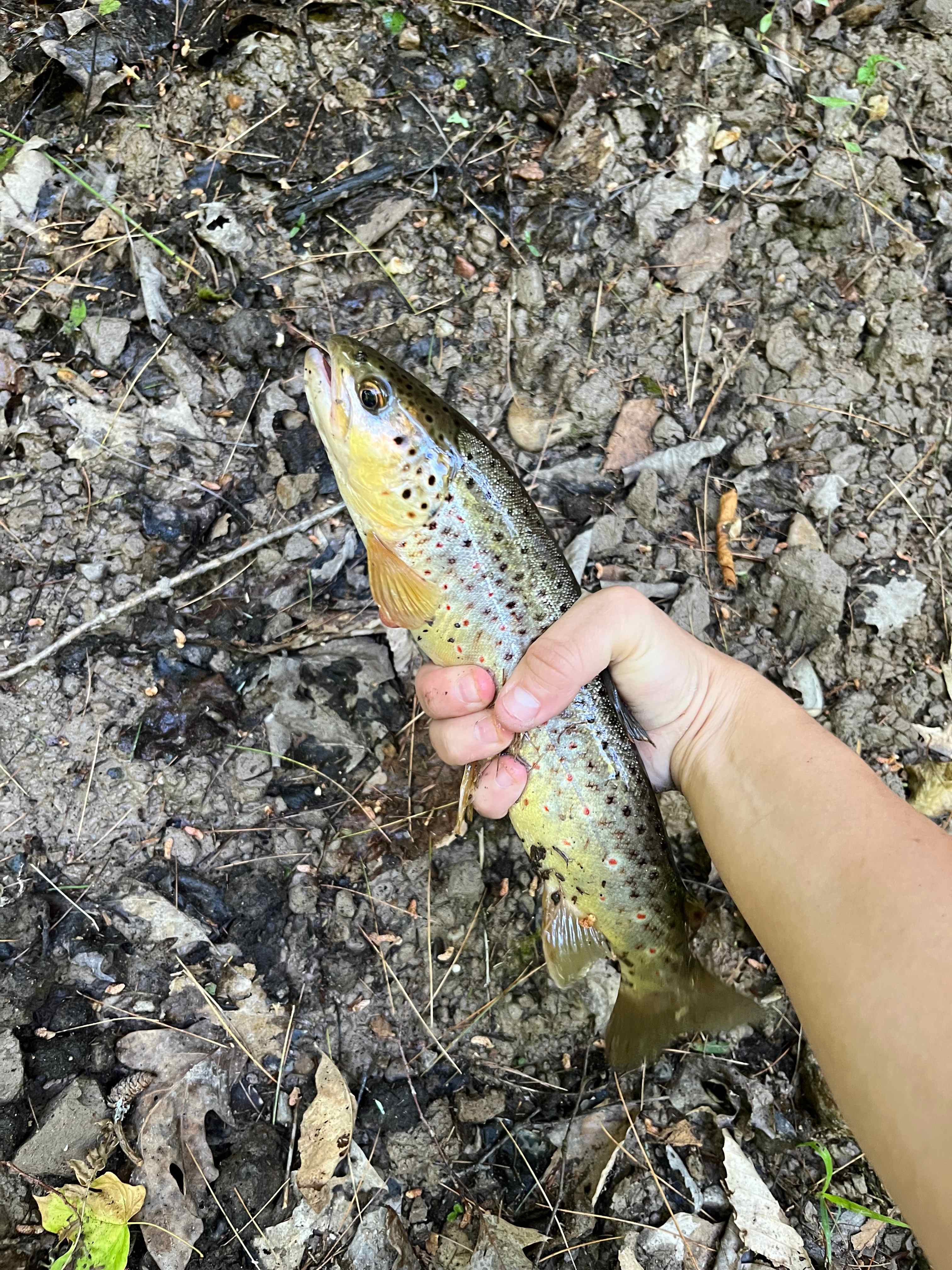 Honey Creek (18+ only)