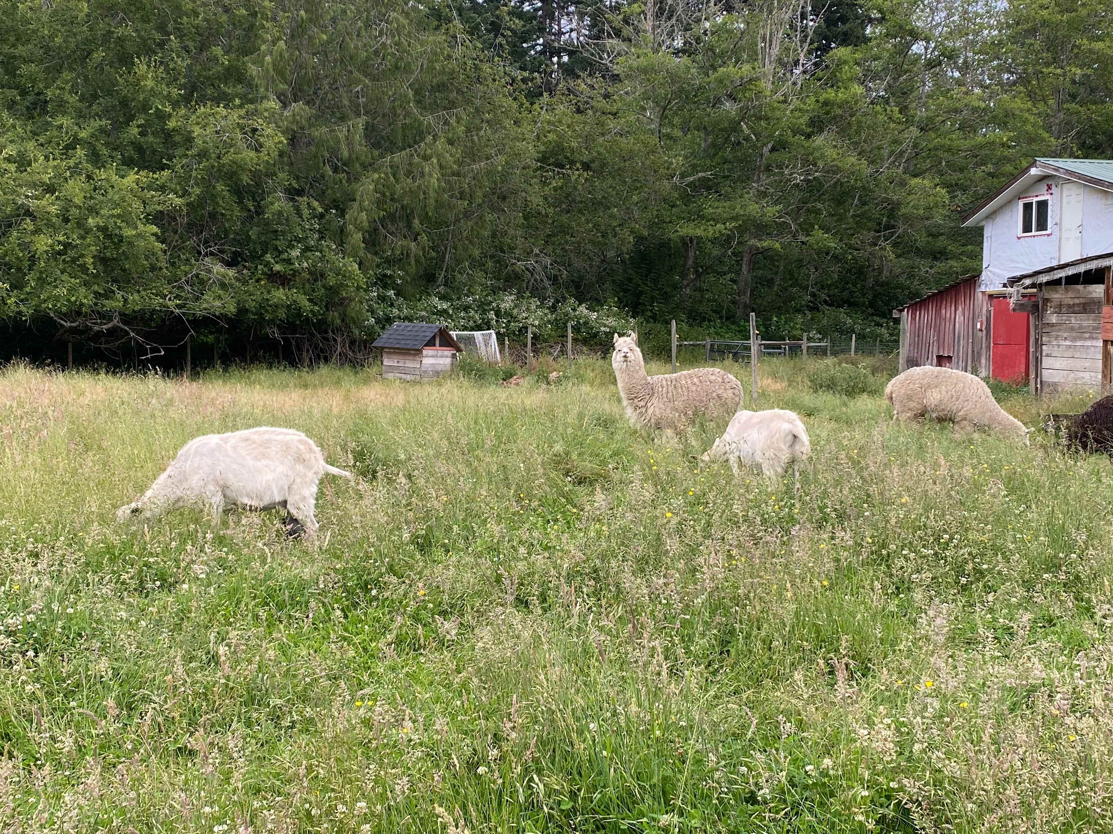 Alpaca Haven