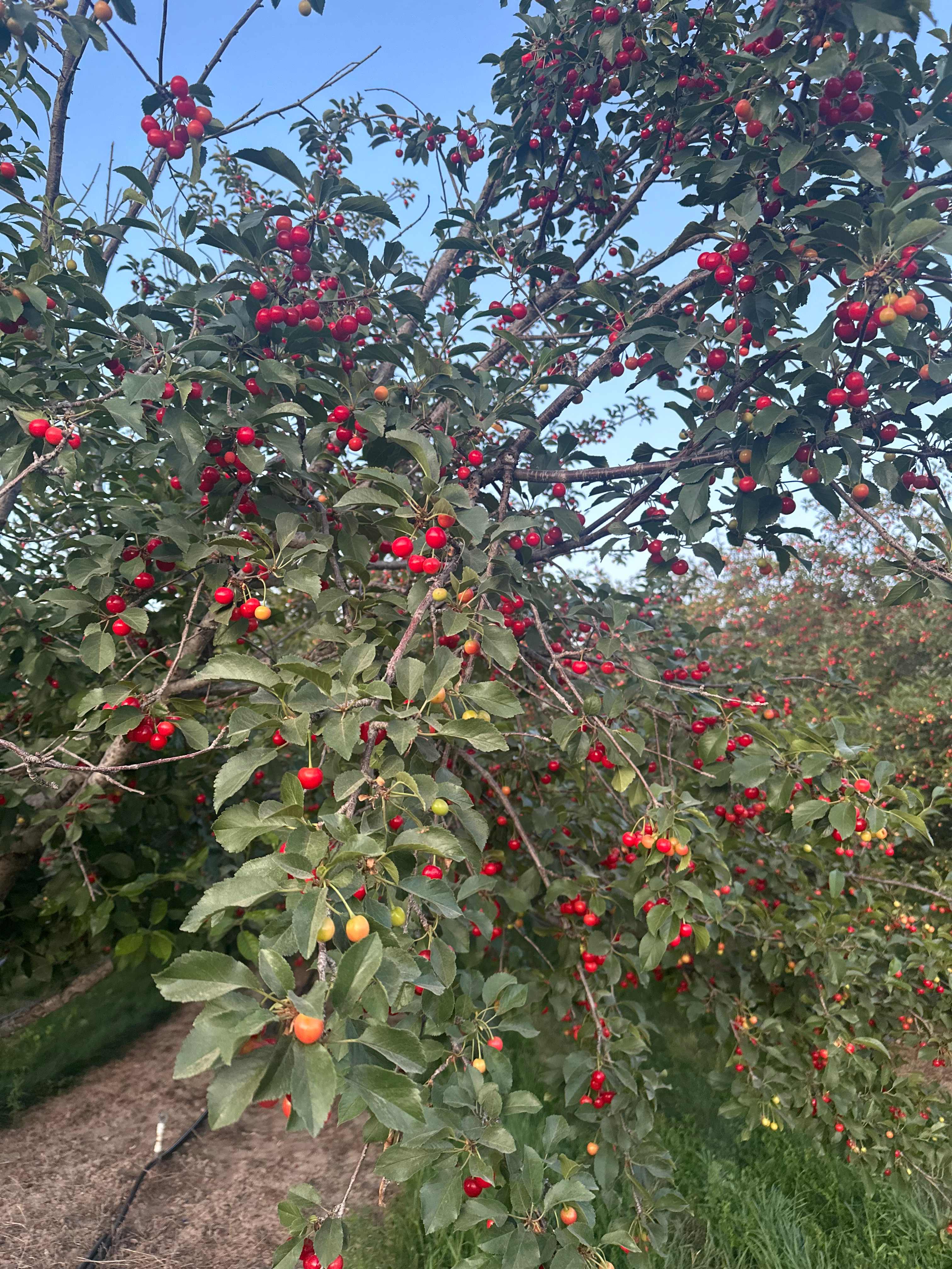 Secluded Orchard Boondocking