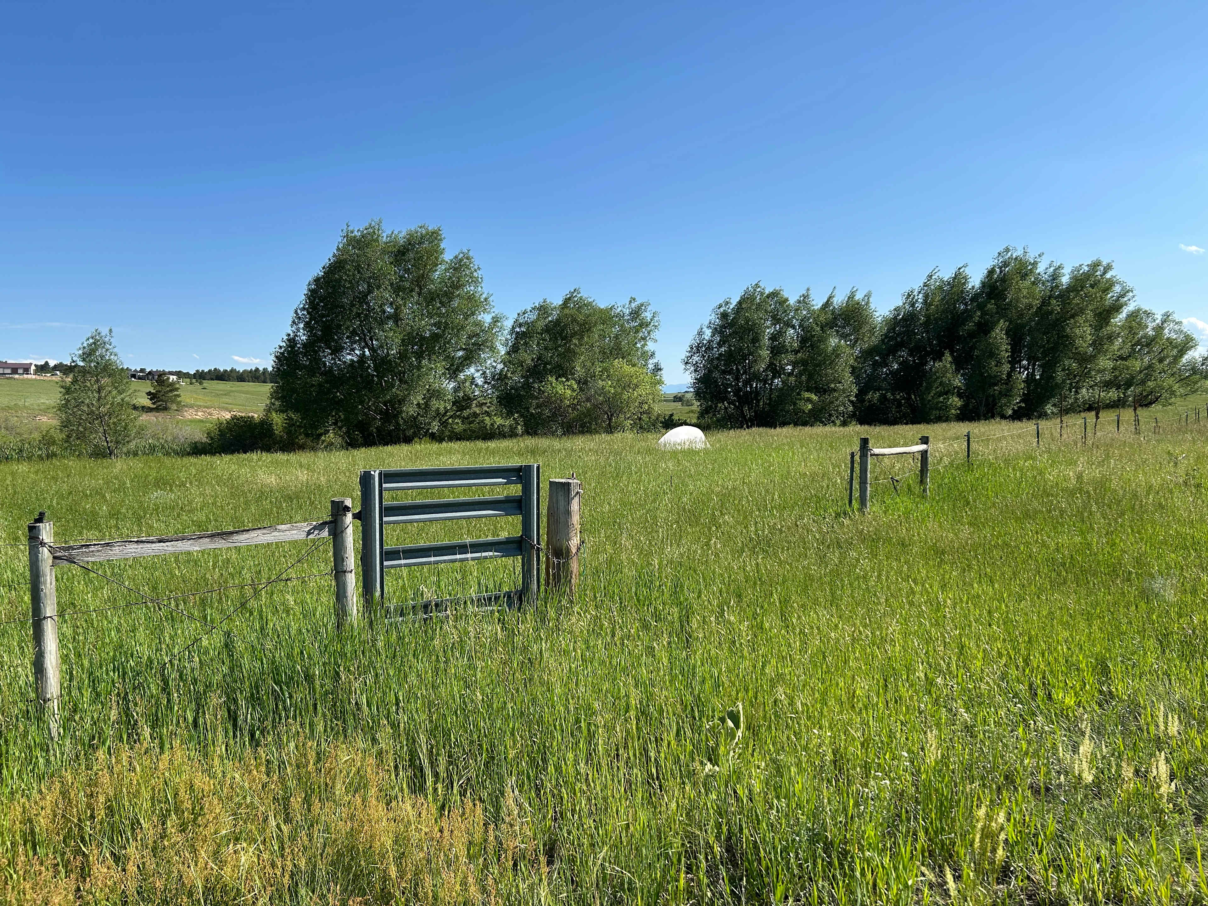 Extra green after long rains