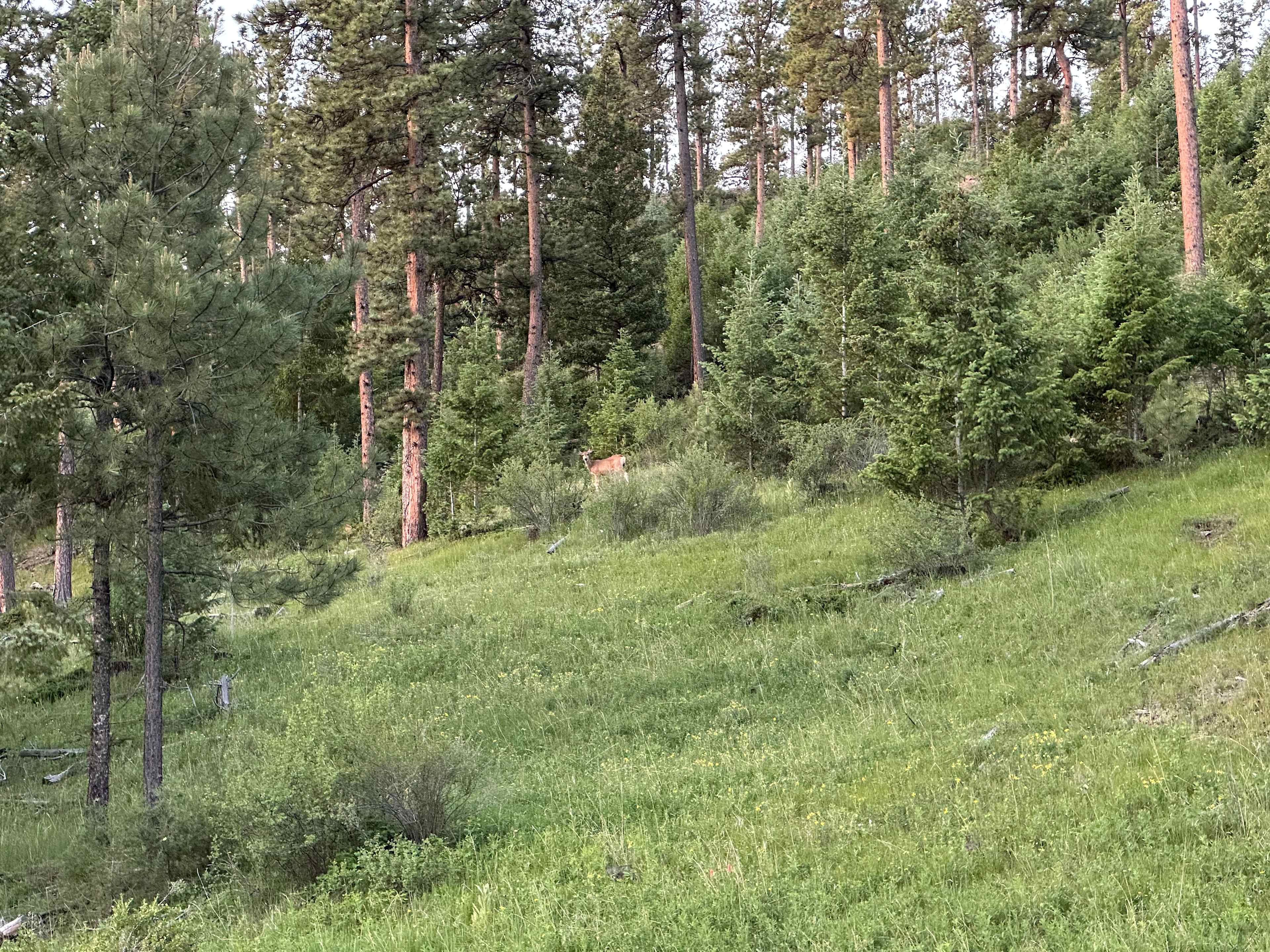 Serenity in the Foothills