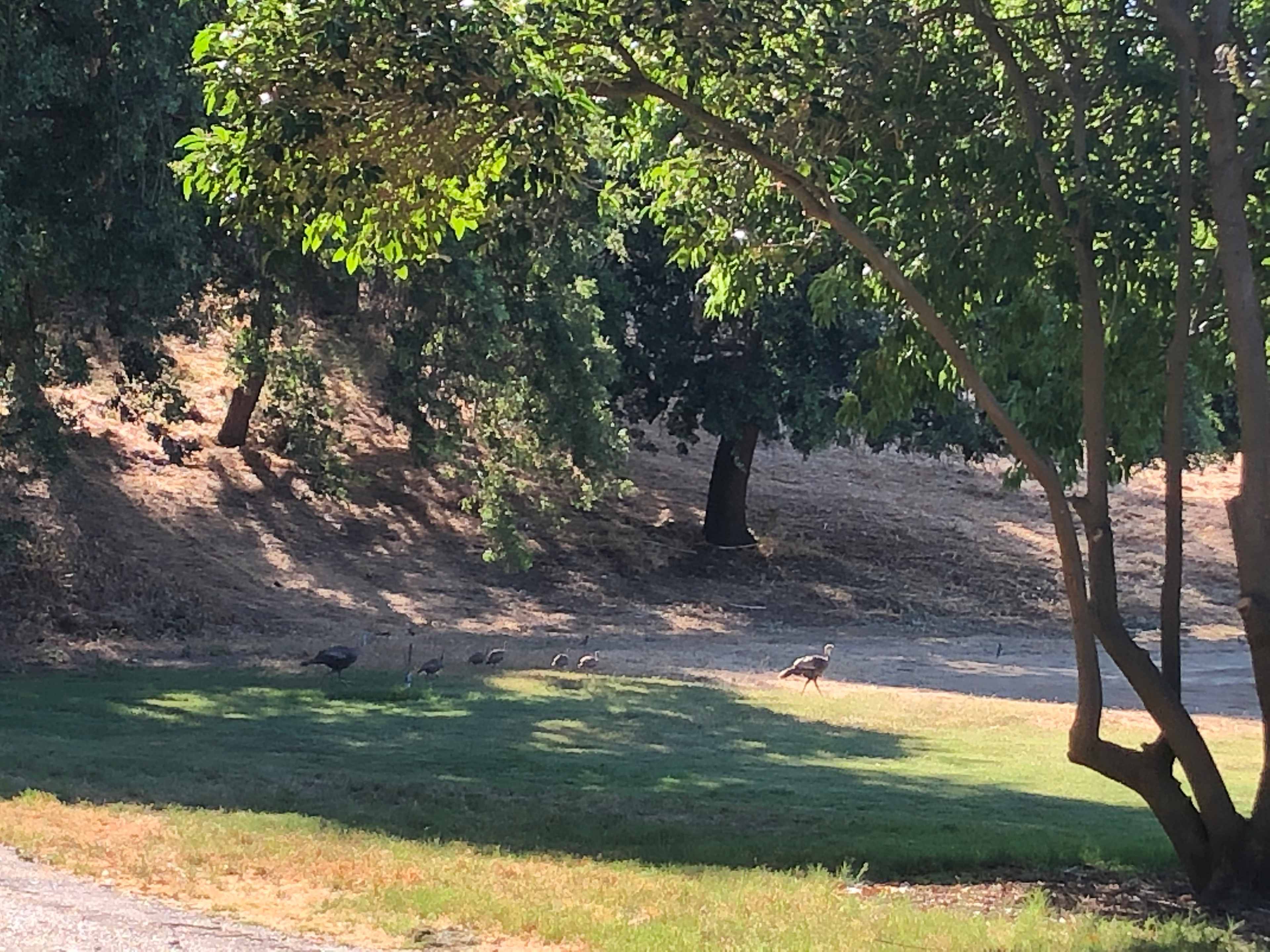 Sacramento Delta Vineyard View