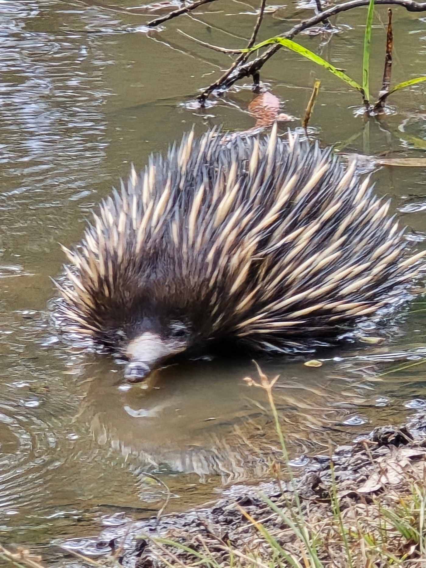 Award winning Childers Nature Camp
