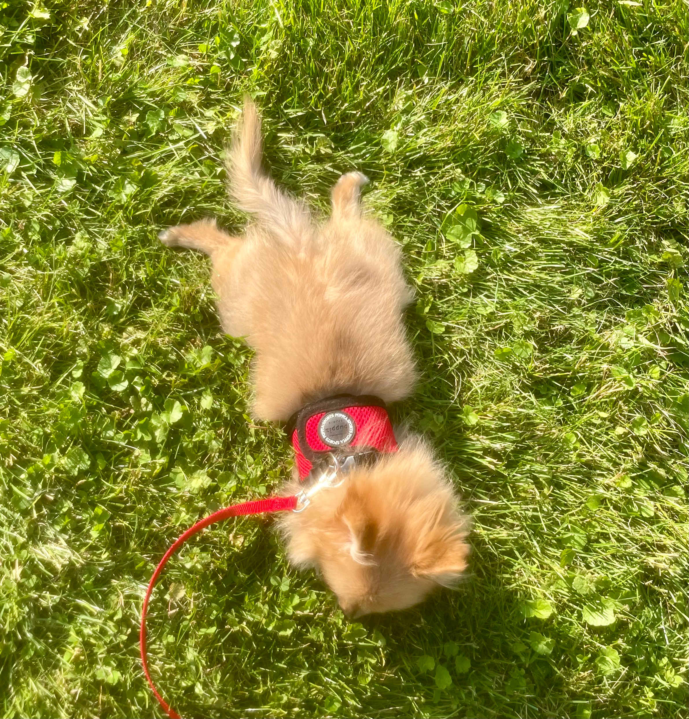 Perfecting her sploot in the country! 