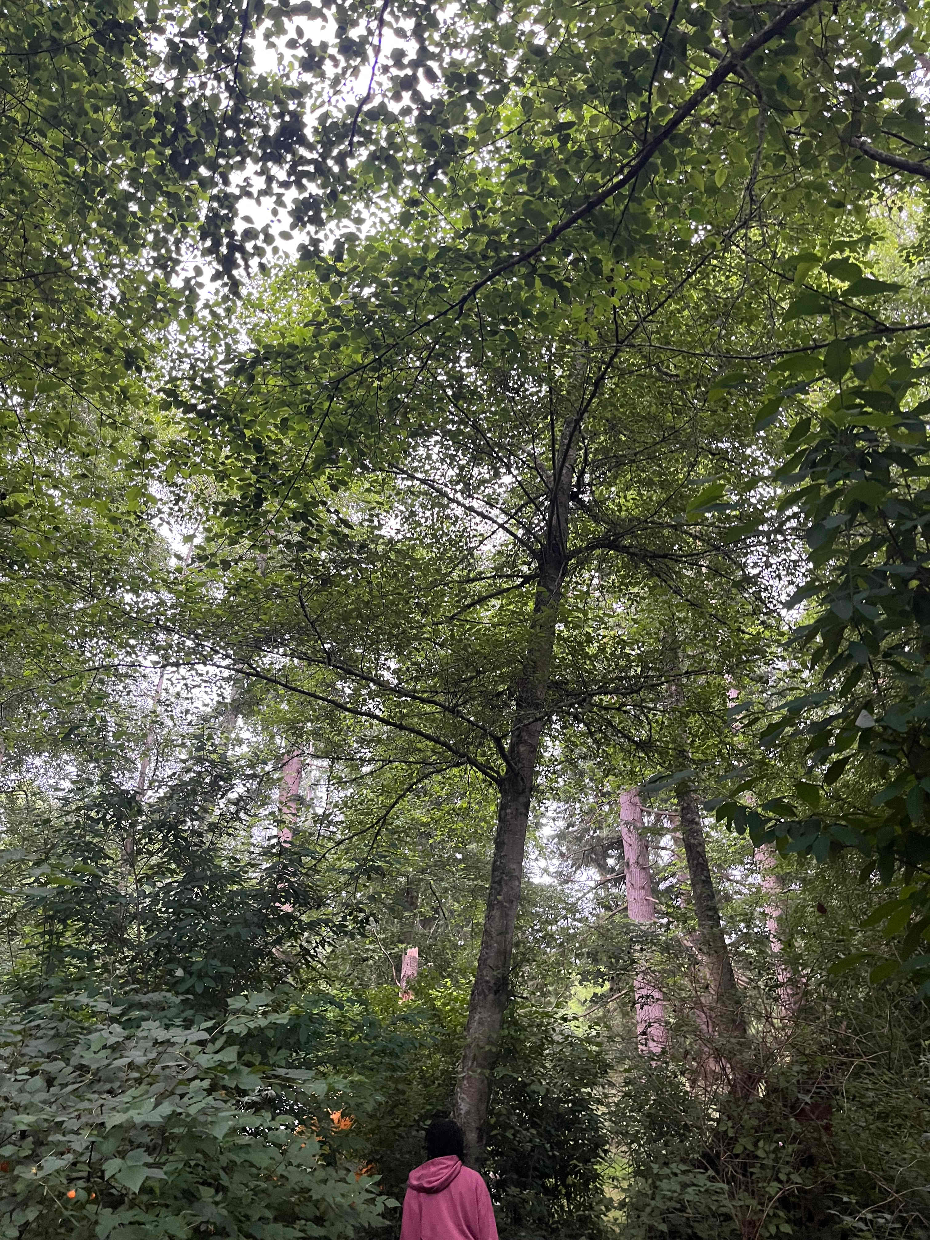 Fern Gully Camp