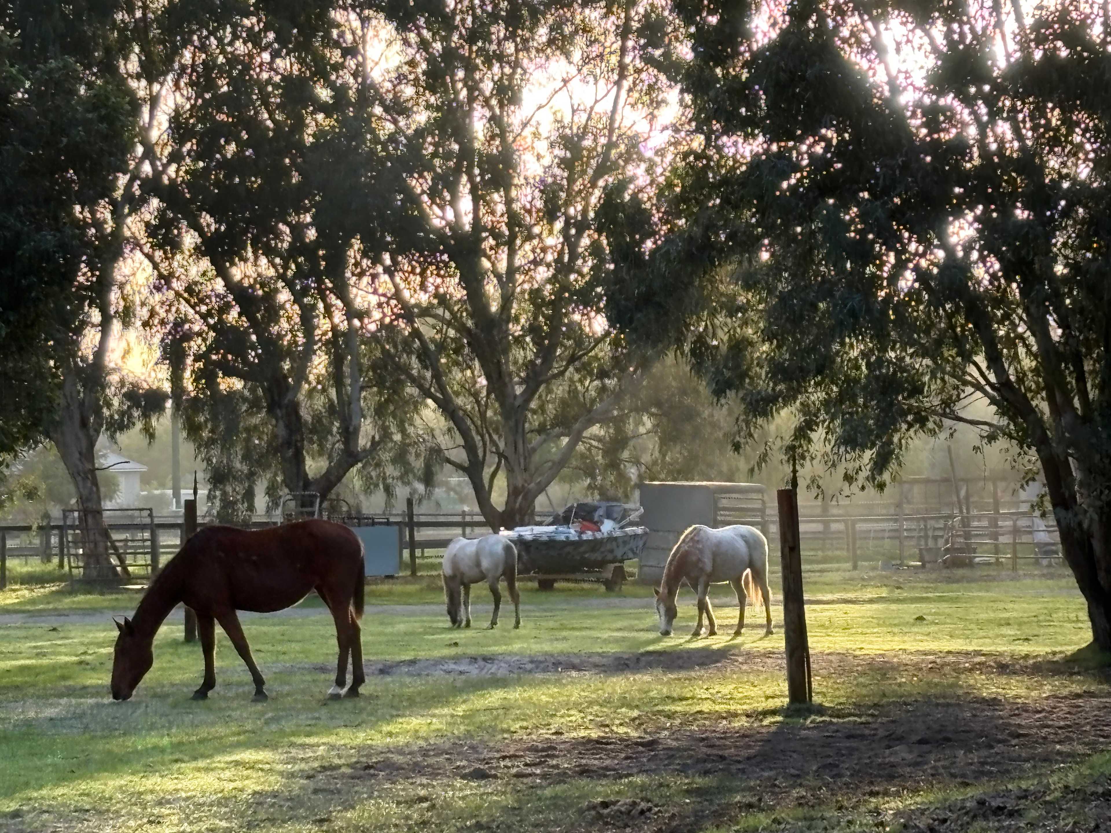 Everything Horses Ltd
