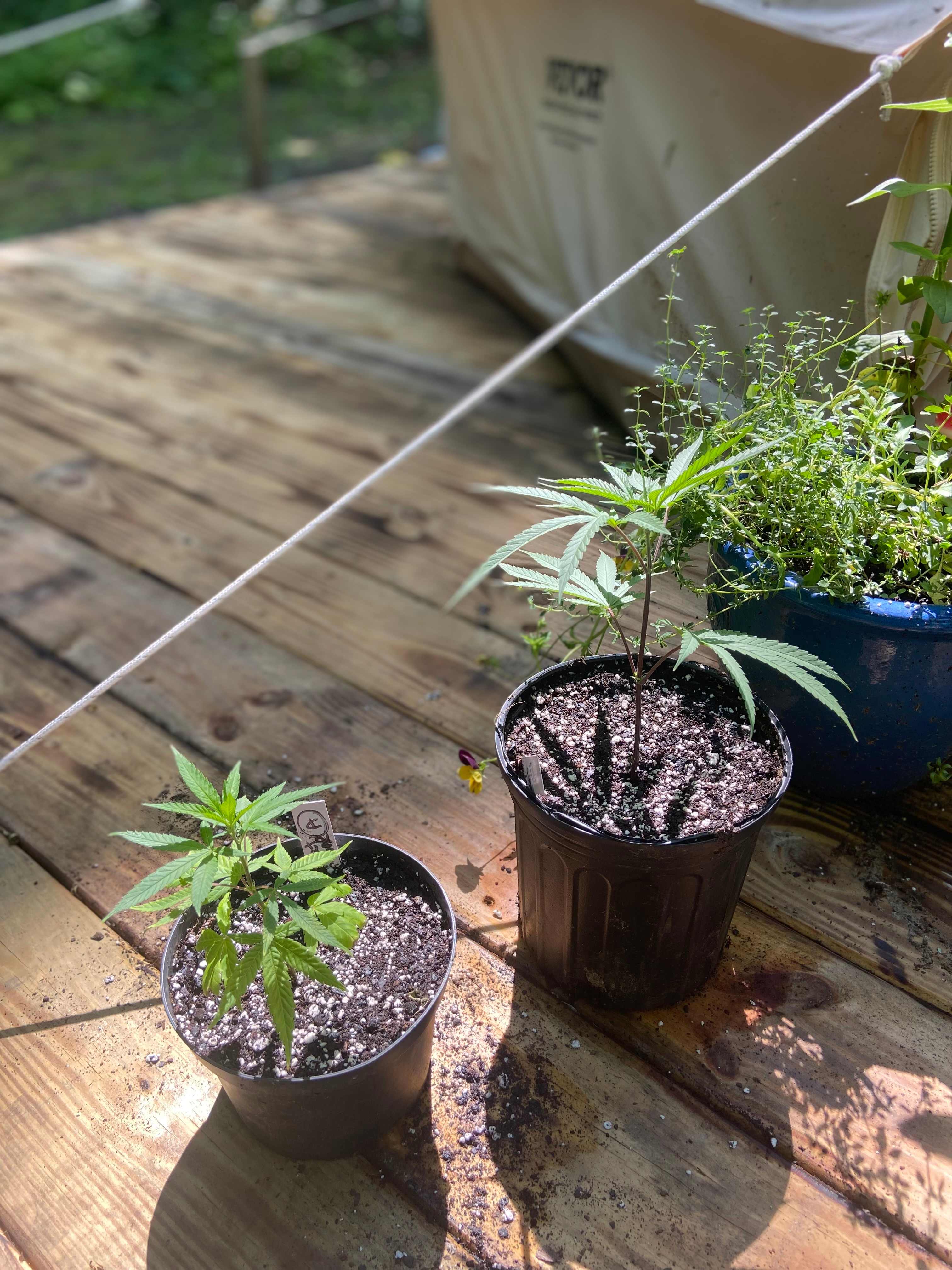 2nd40 to 420 - The Farm
