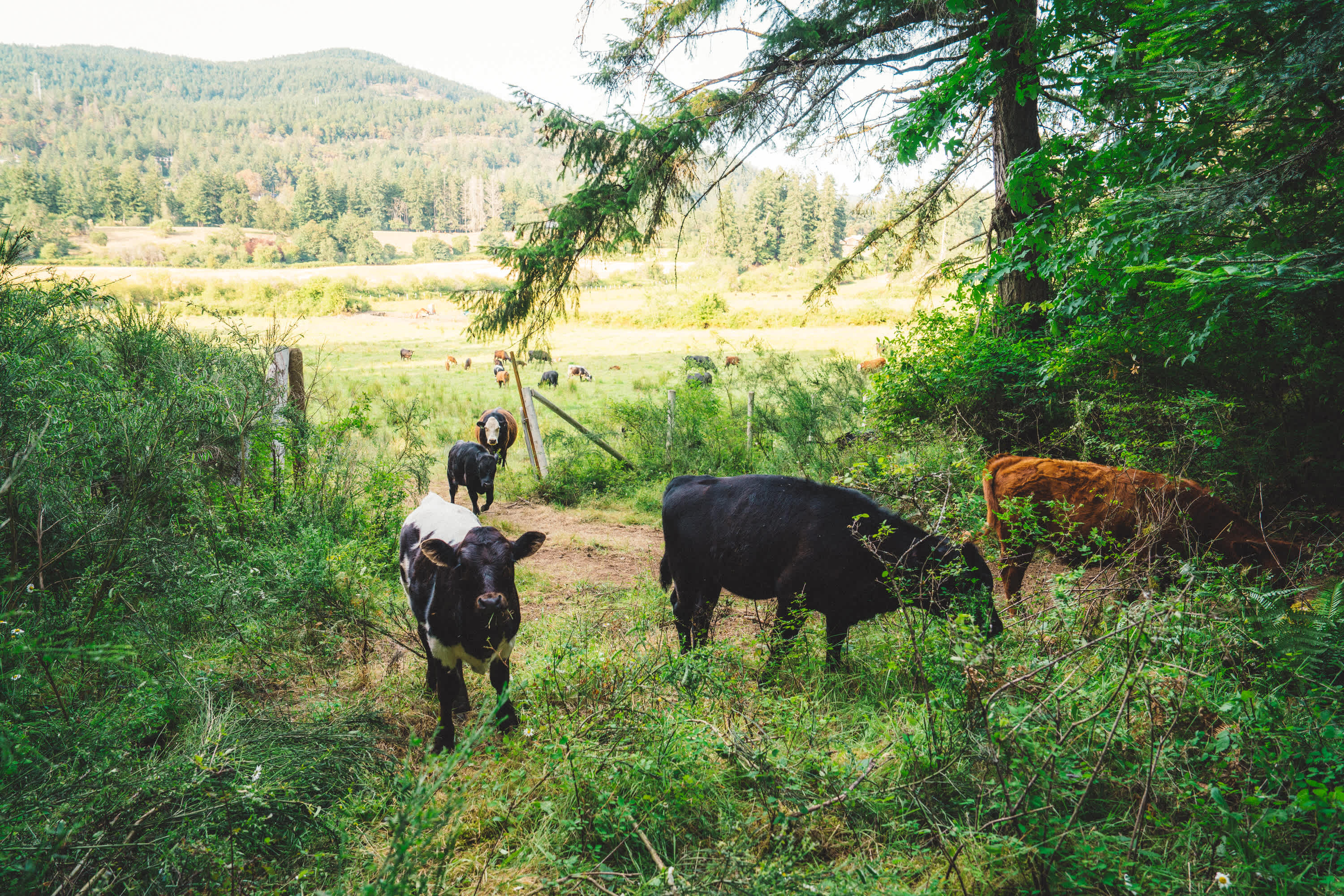 The neighbours cows.