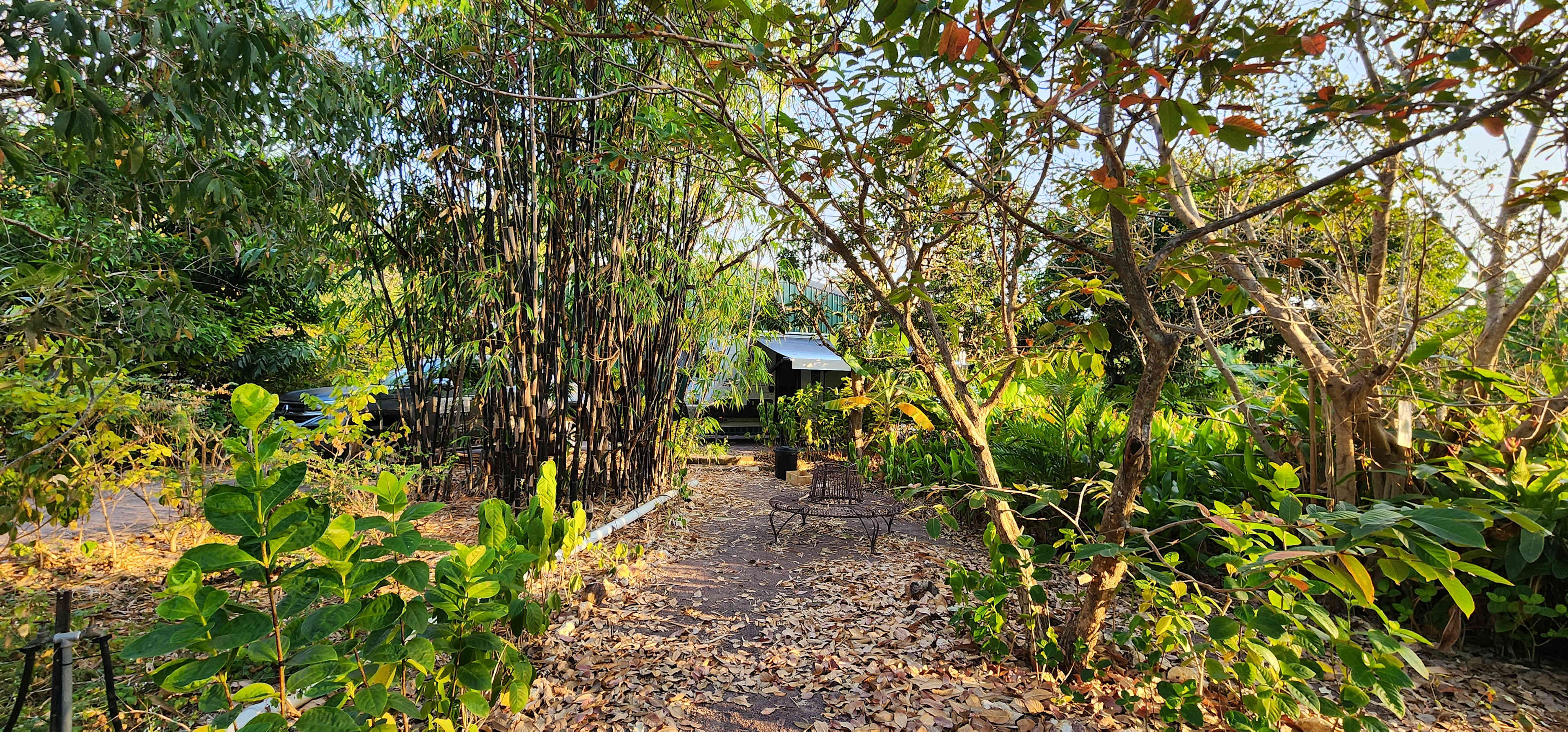 Meandering pathways through the garden. 