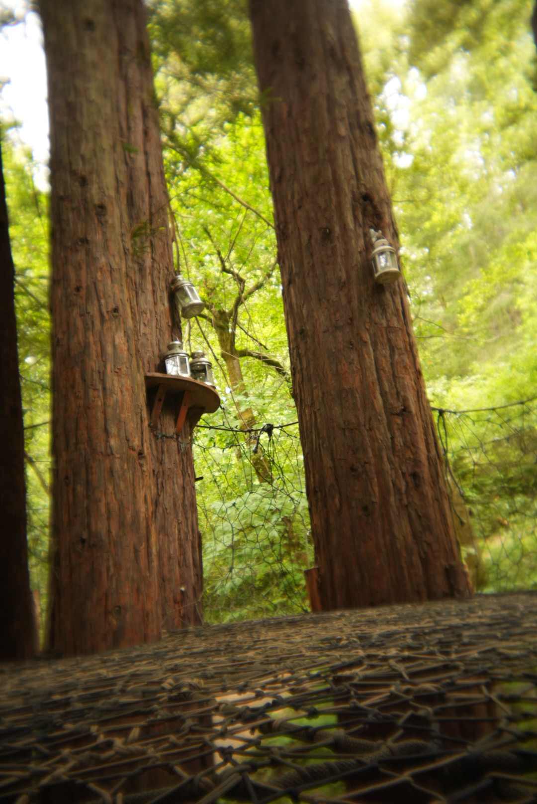 Sleep Up High In A Redwood Tree-net