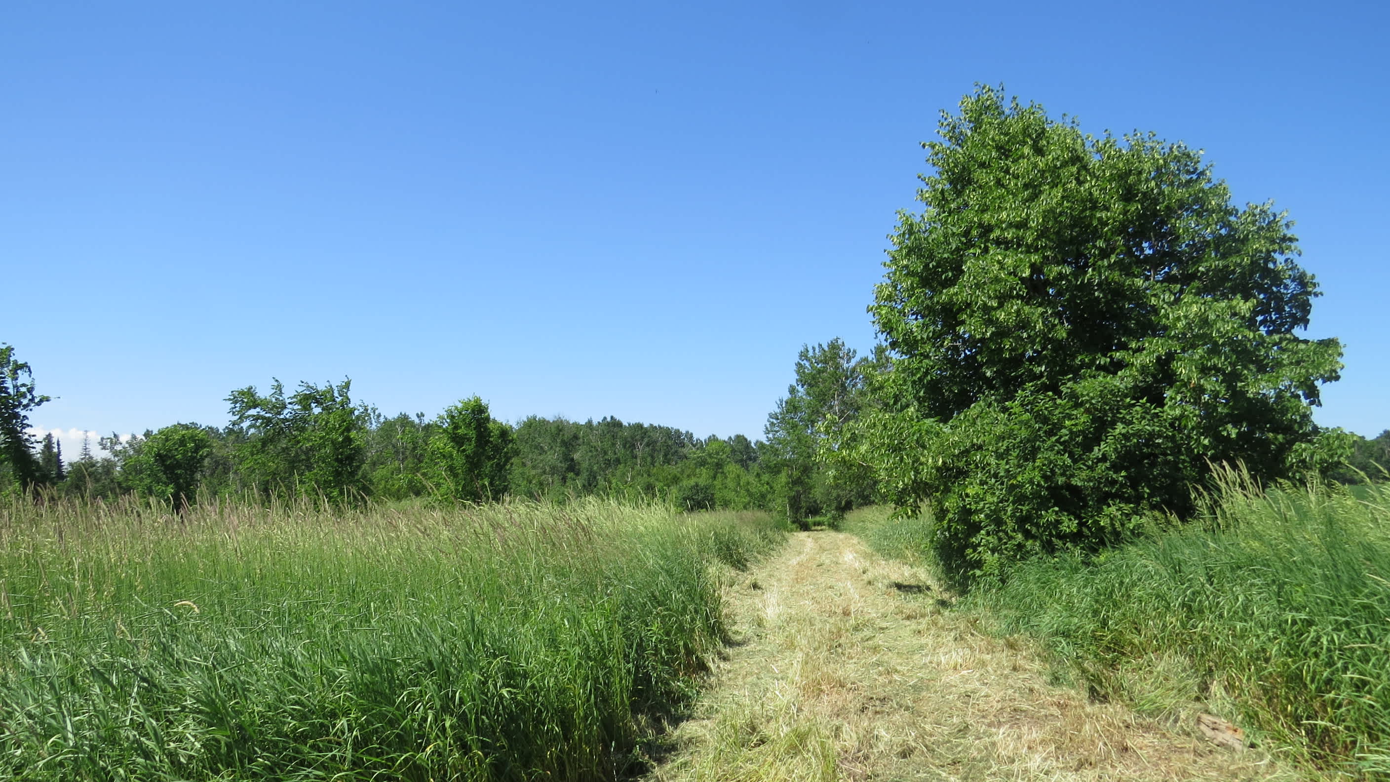 The Farm