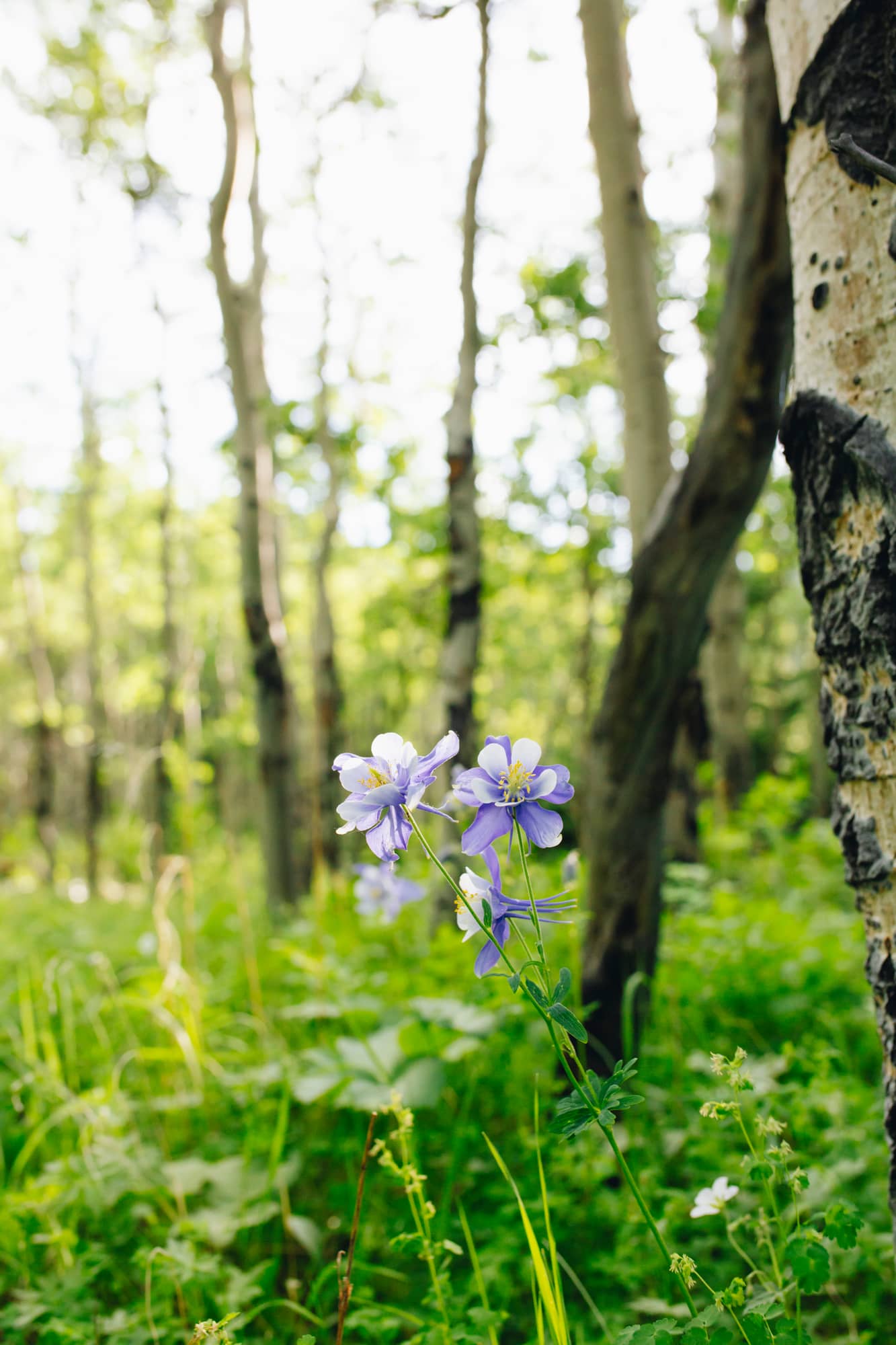 Lots of wildflowers!