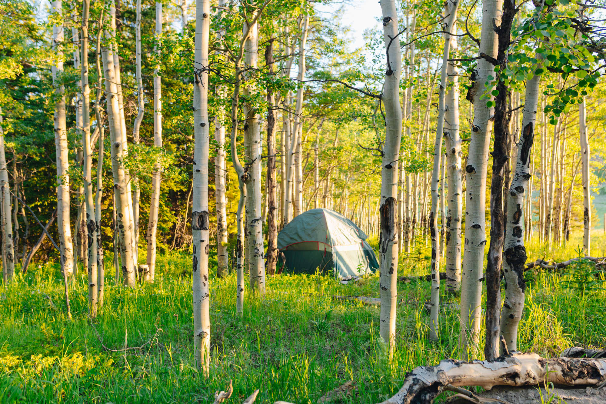 Morning light In the aspen grove tent area