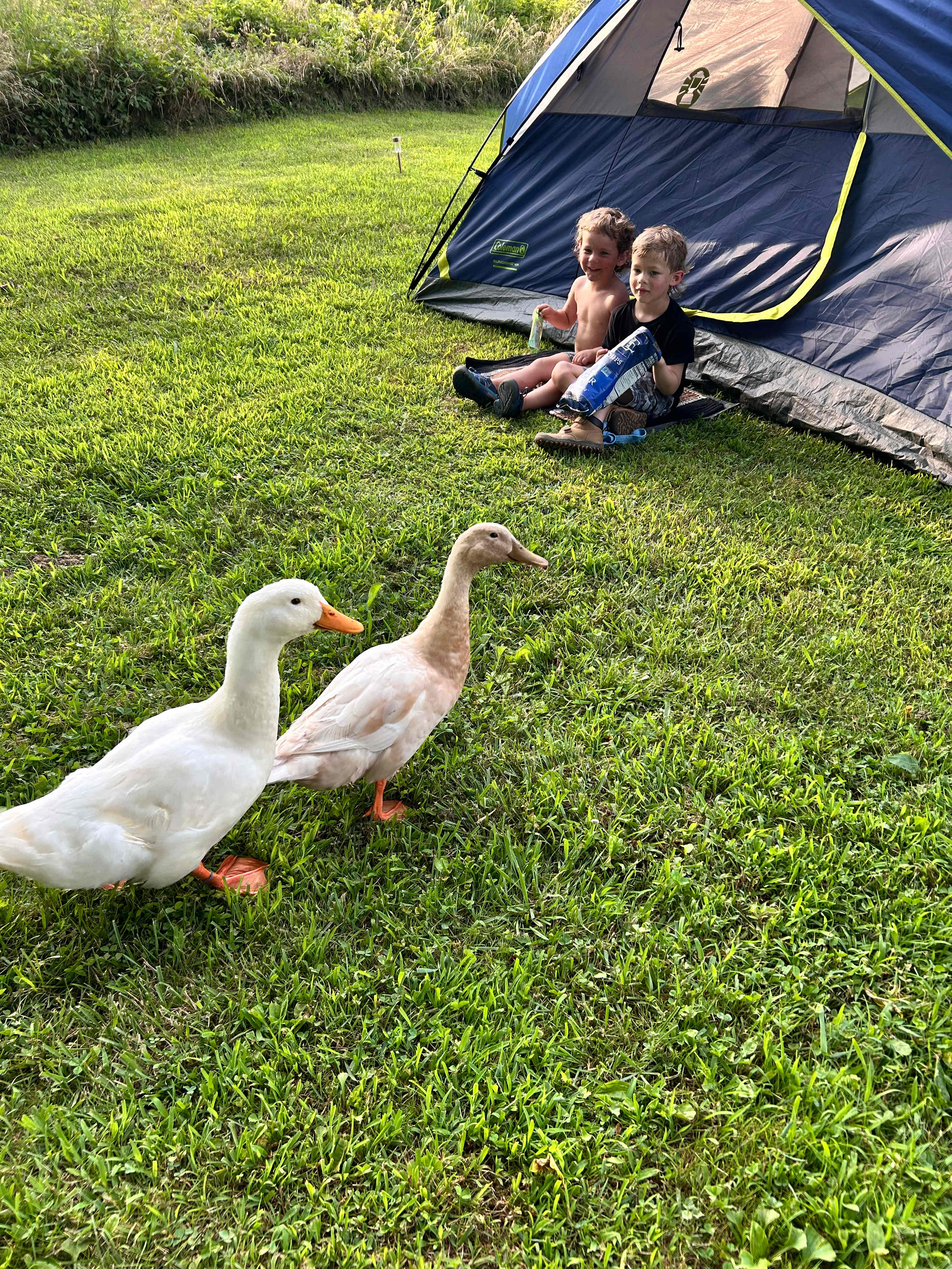 Duck visitors 