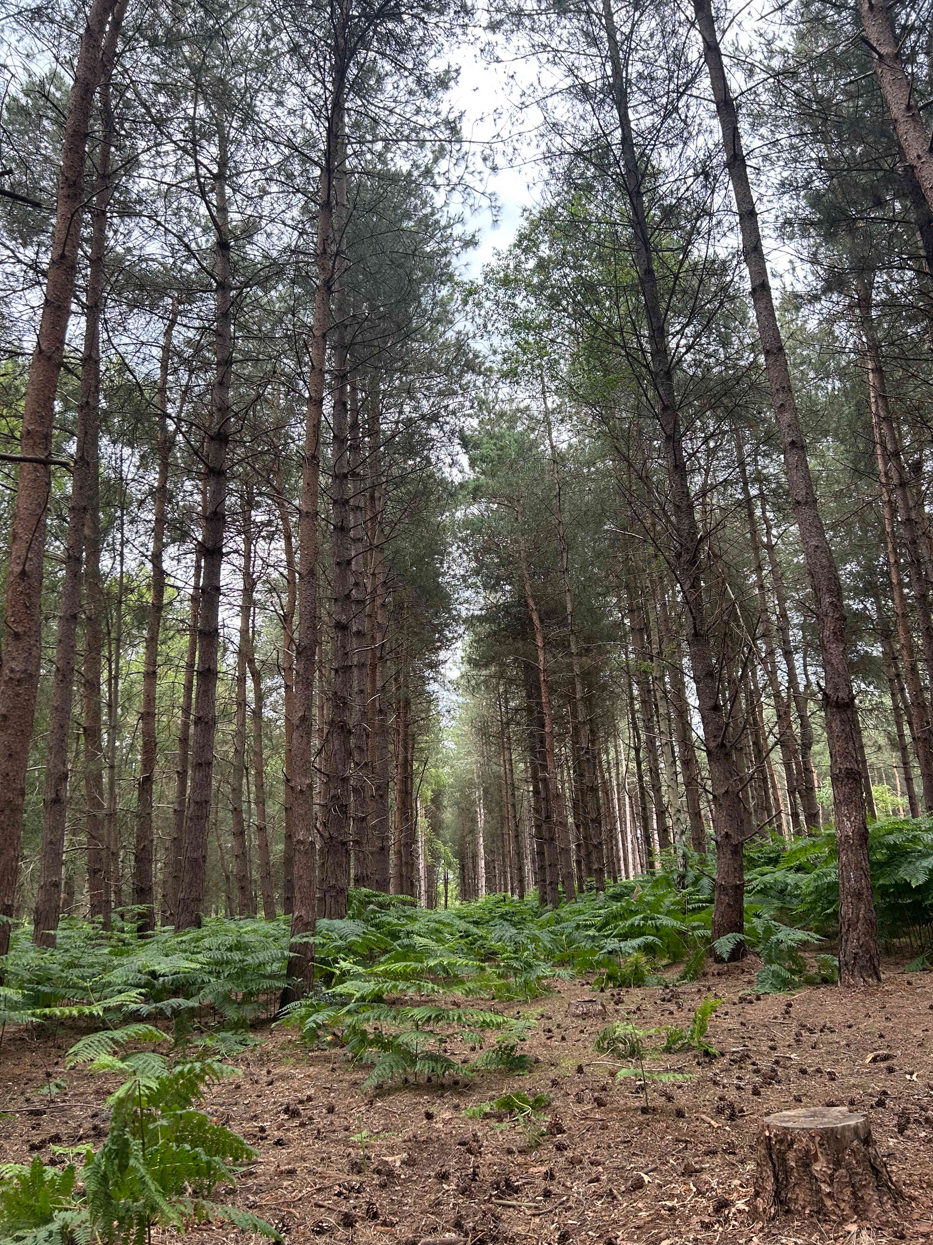 Holistic Woods Wild Campsite