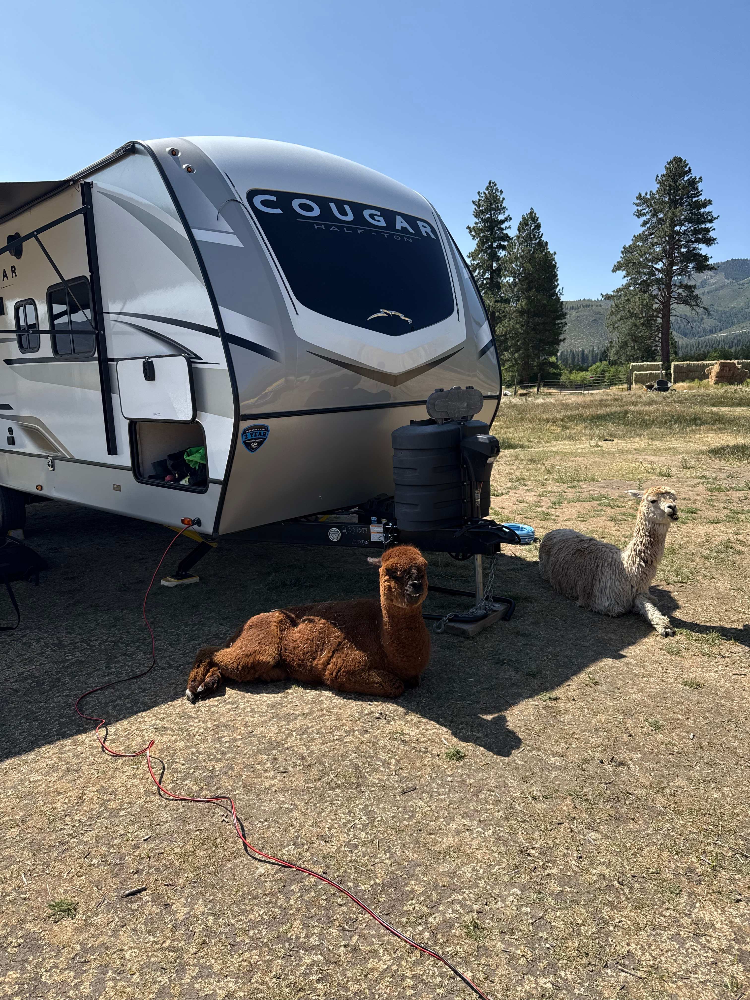 L.Davis Ranch and Olde LYFE Alpacas