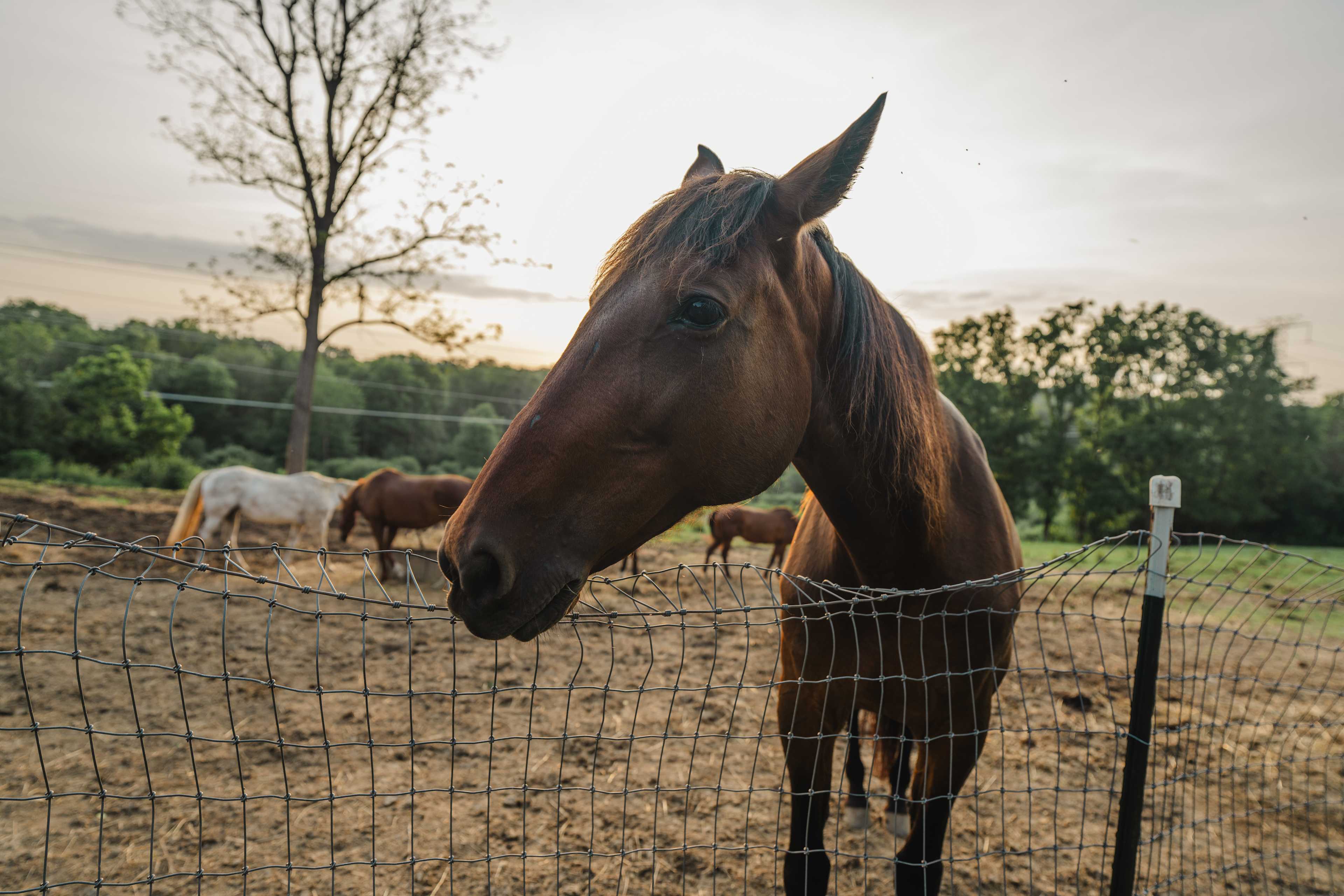 The Dominion House Farm and Trails