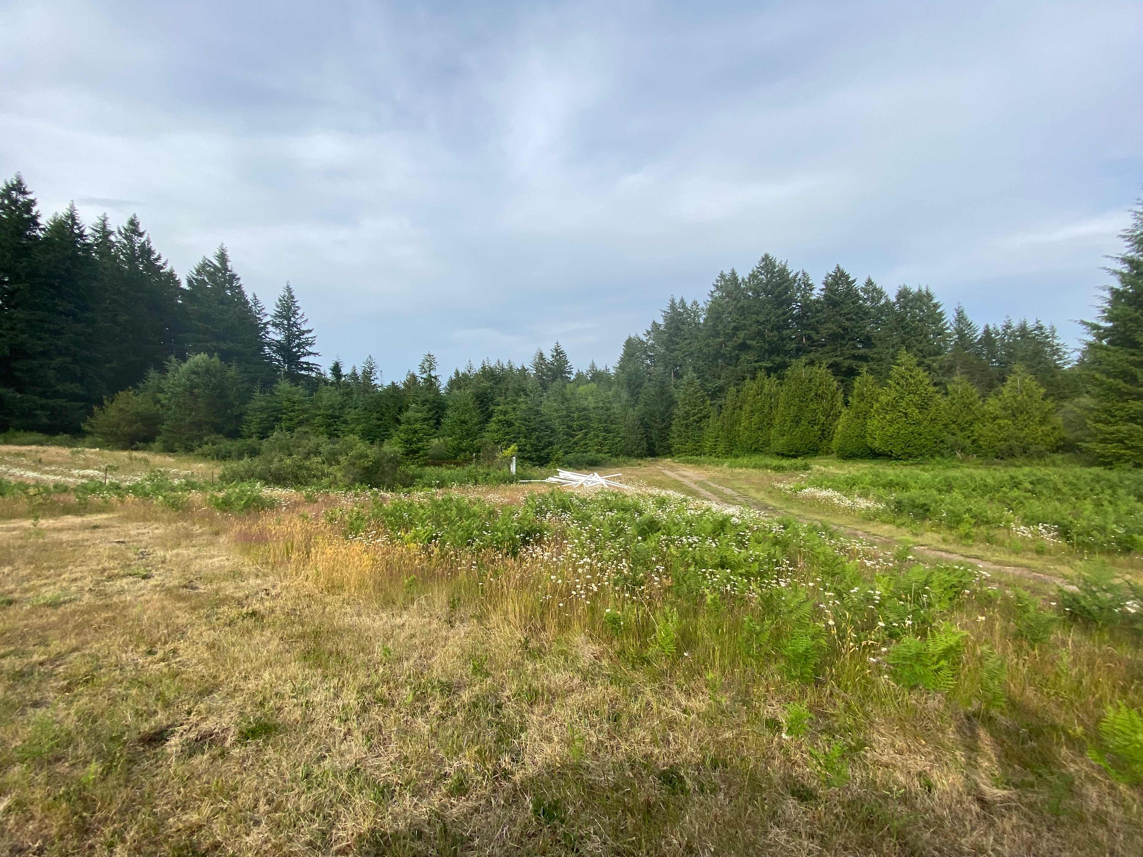 Oracle campsite @ Delphi Farms