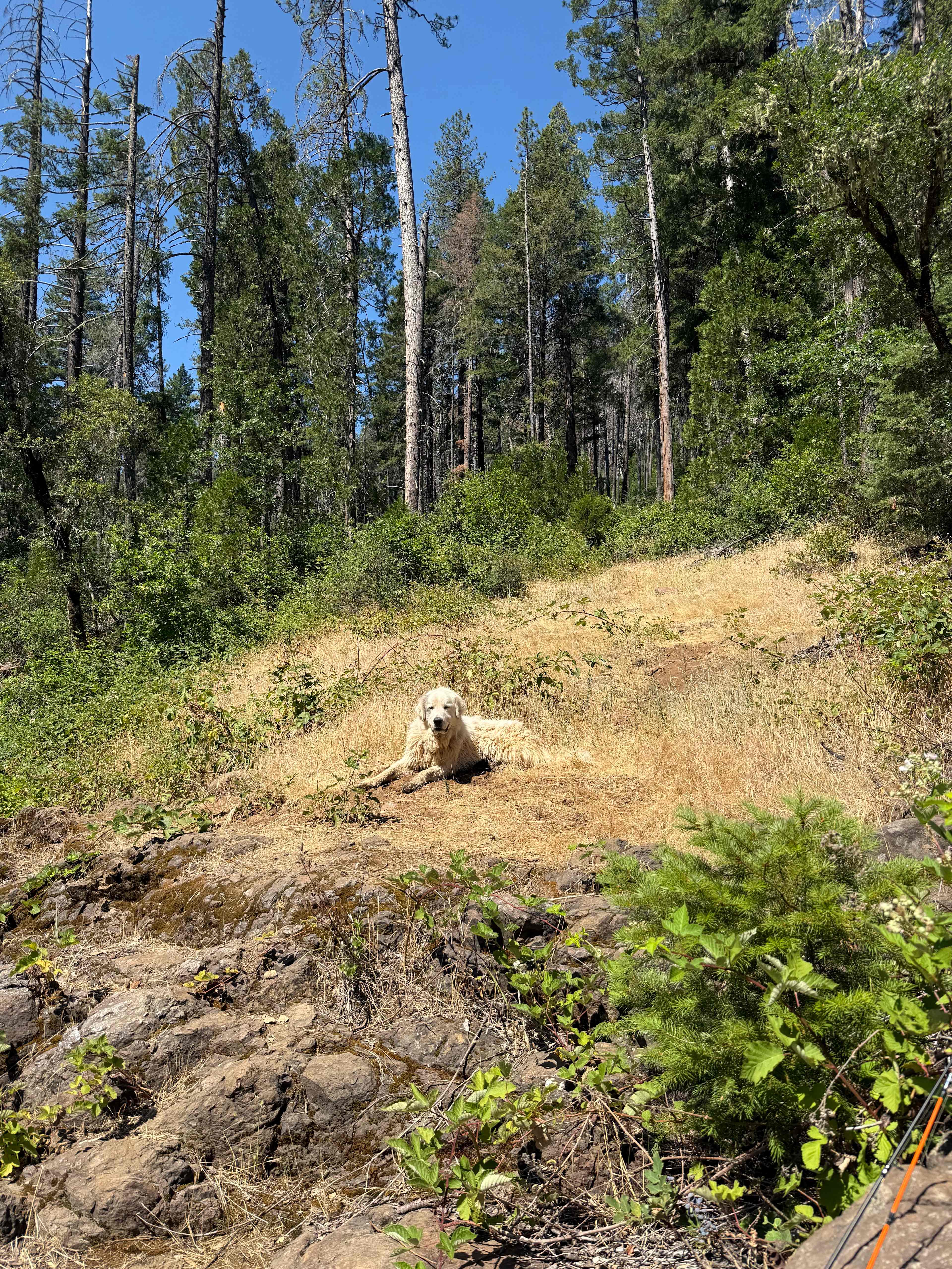 Camp Stoney Meadows