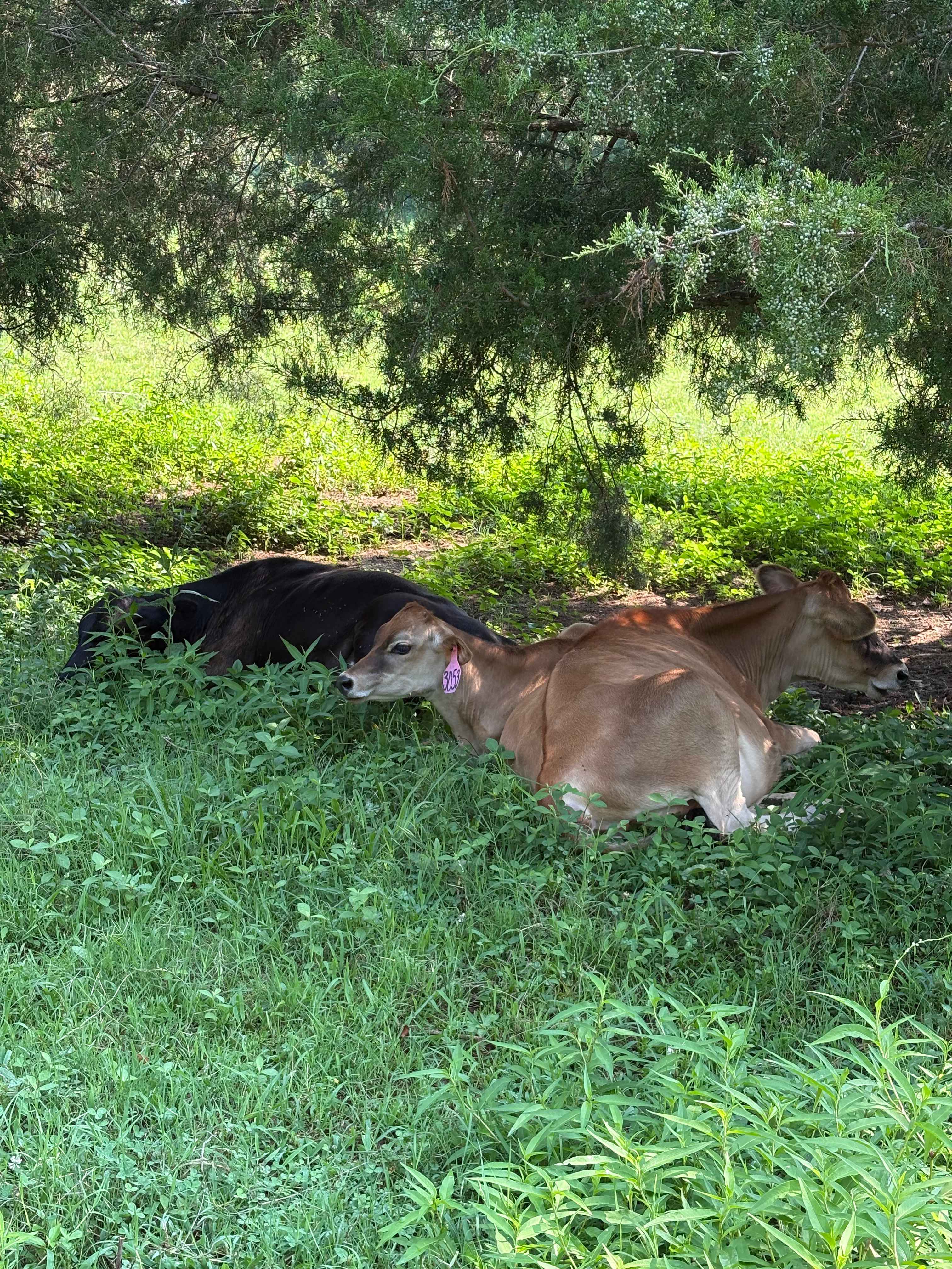 The Oasis at Harmon Creek Farms