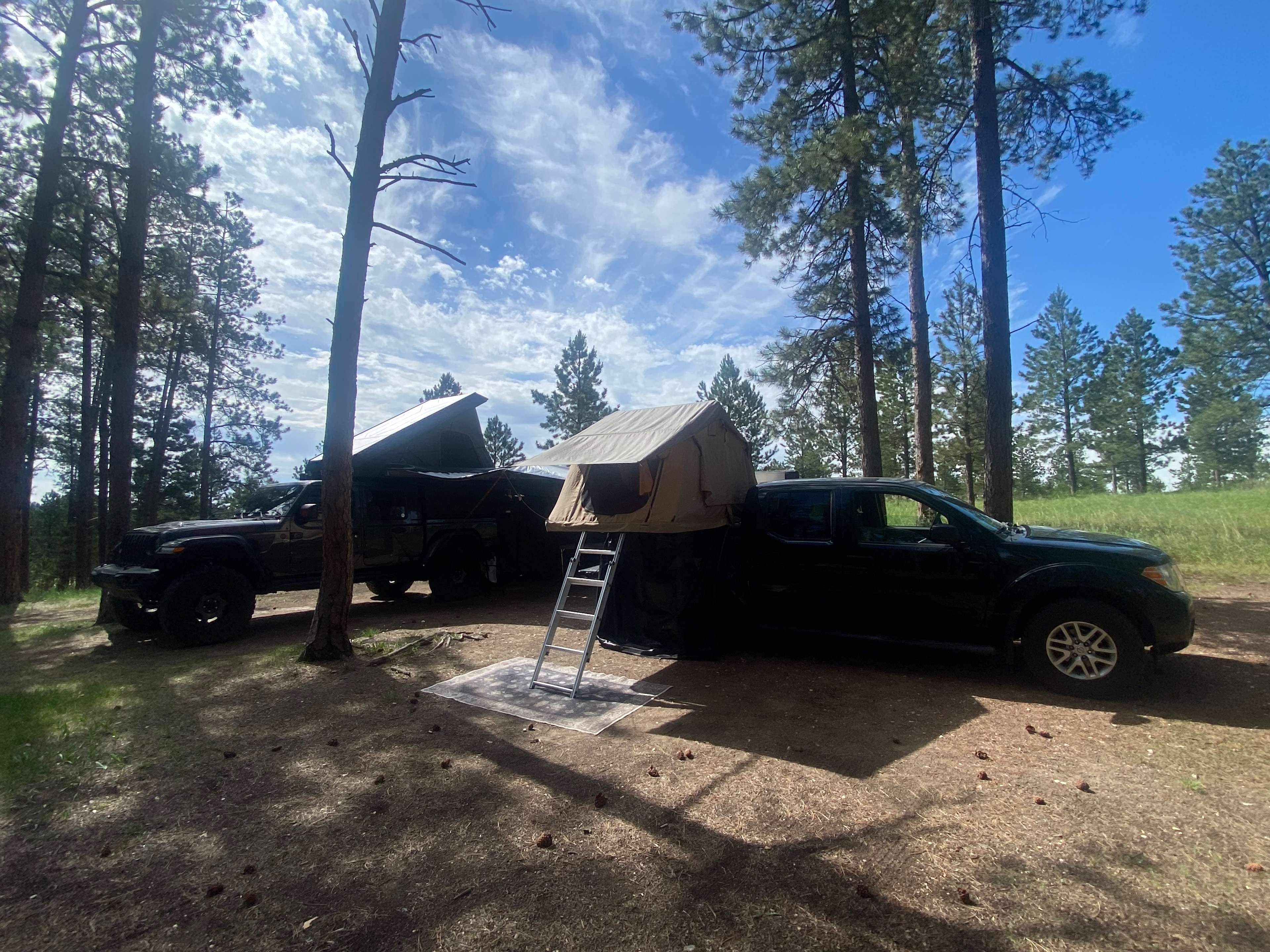 Tent camping near a pine forest