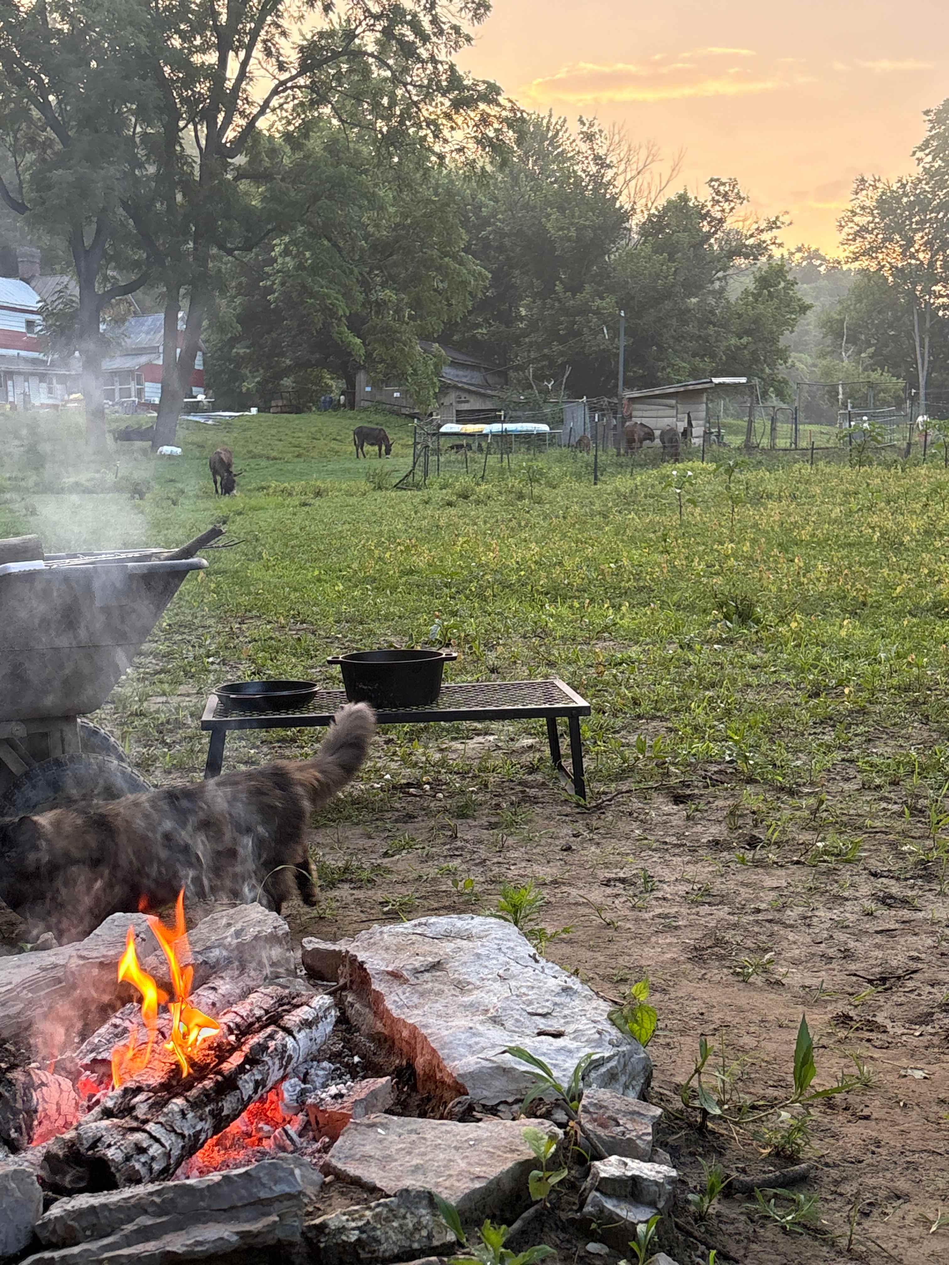Wildcat Creek Farm in Tyrone
