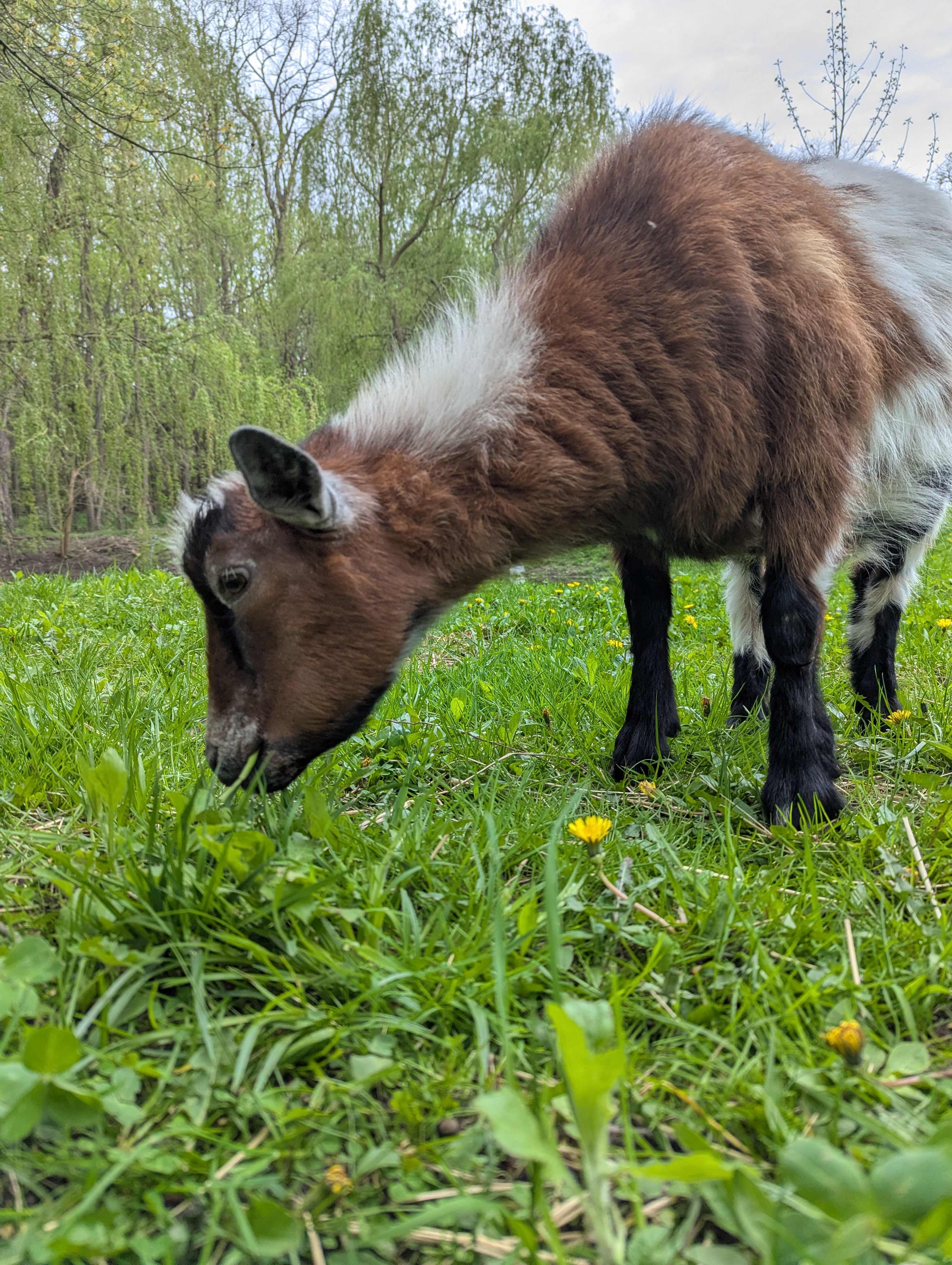 Four Willows Regenerative Farm