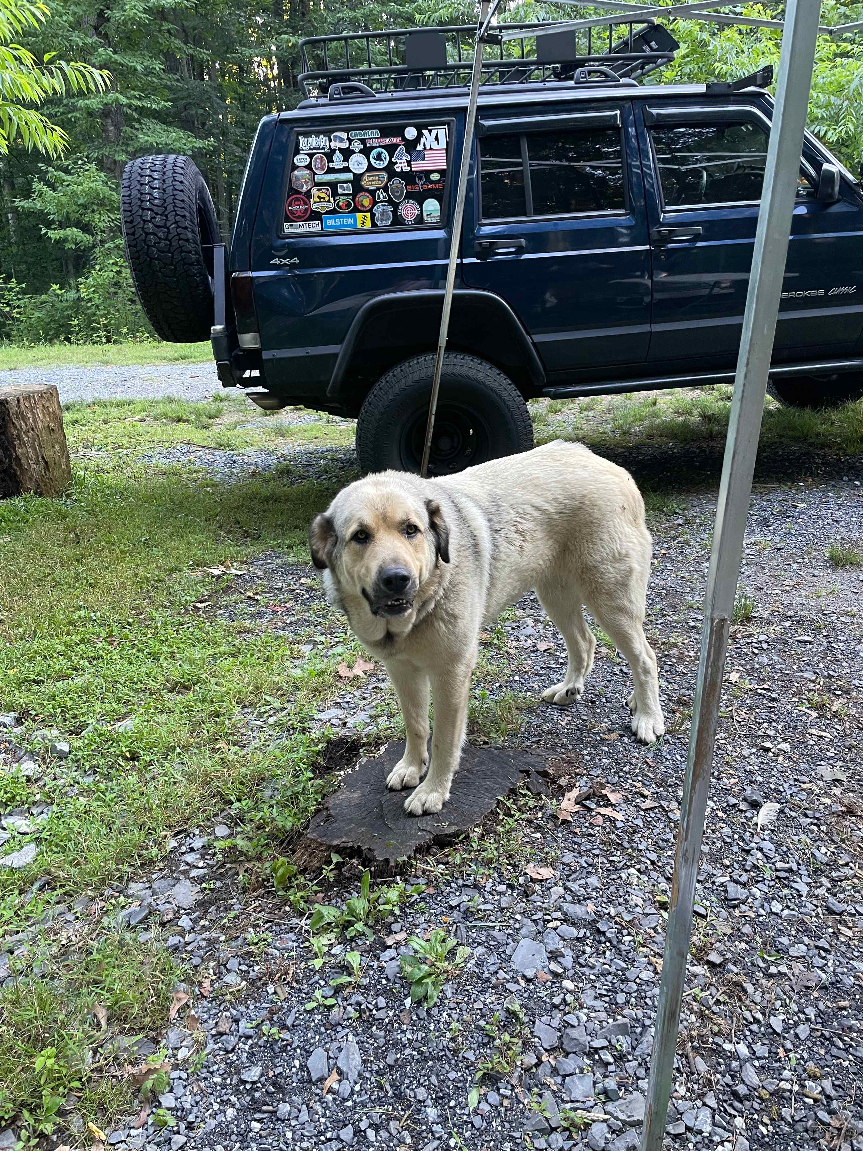 Sweet Guardian Doggo!