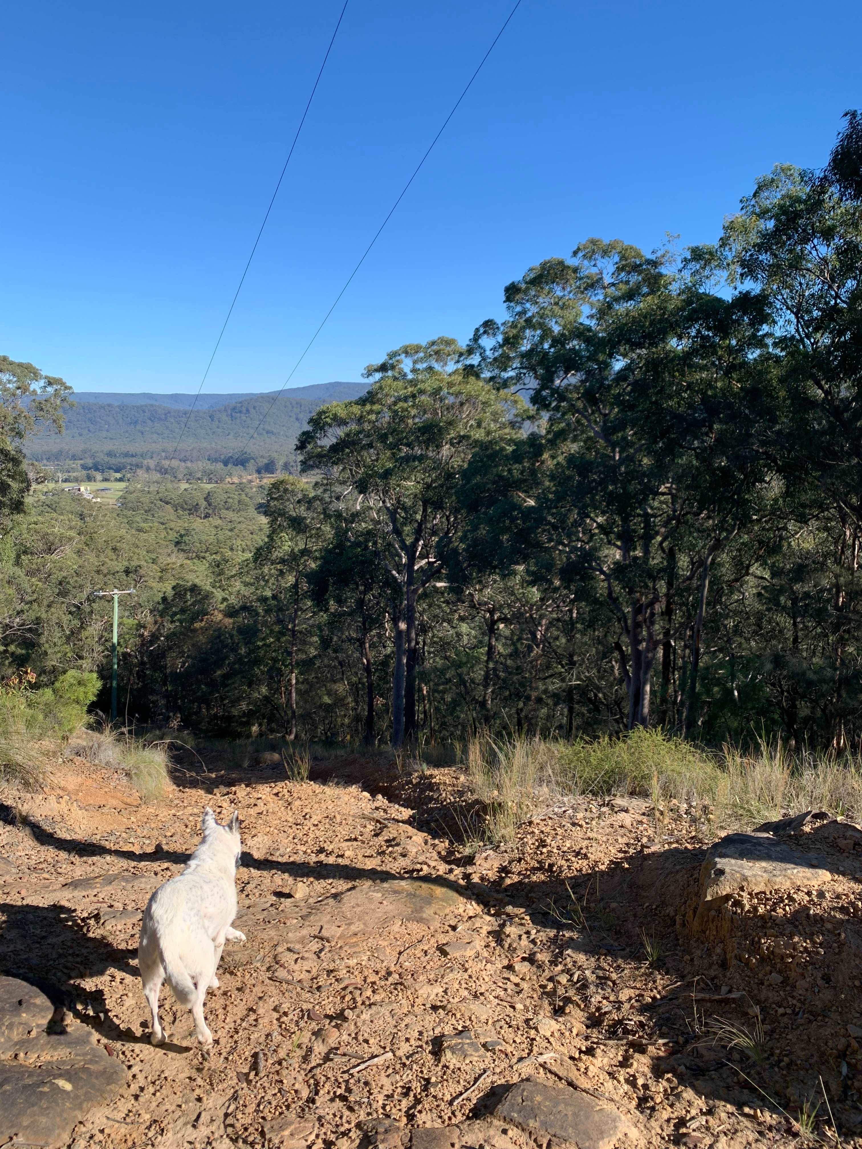 Mt Nellinda Campsite