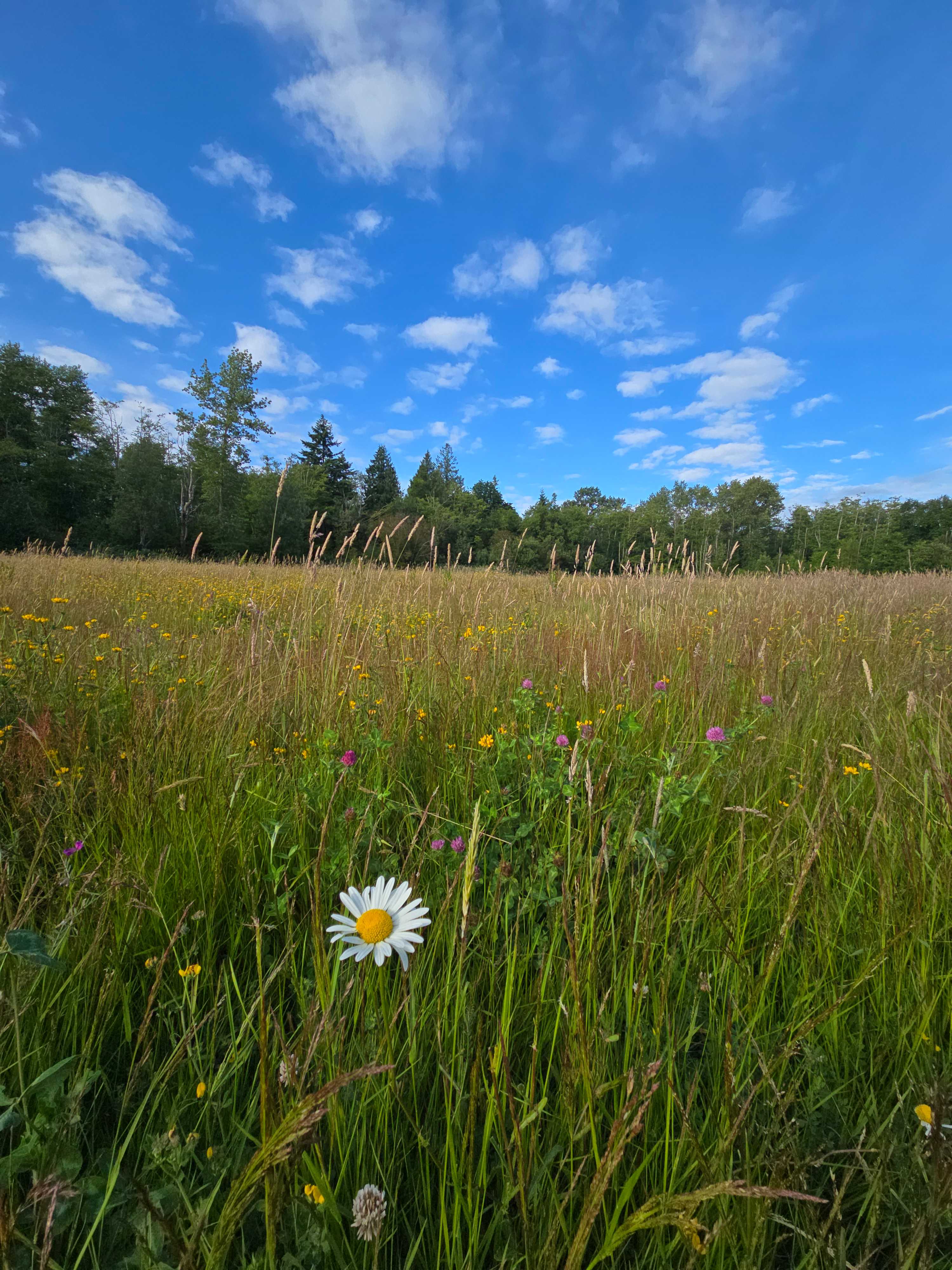 Happy Frog Springs/Hobson Meadows
