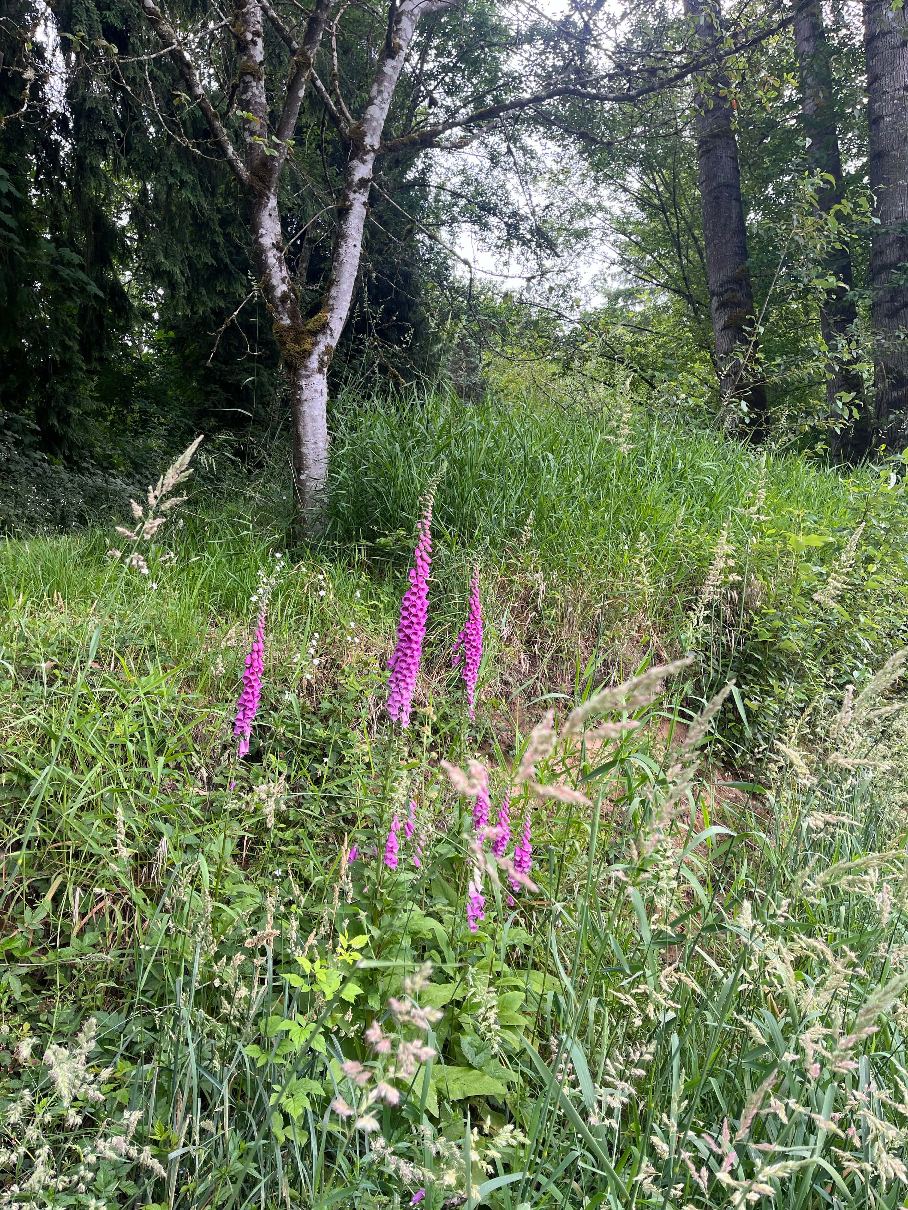 Wildflowers all along the road, driveway and in the field