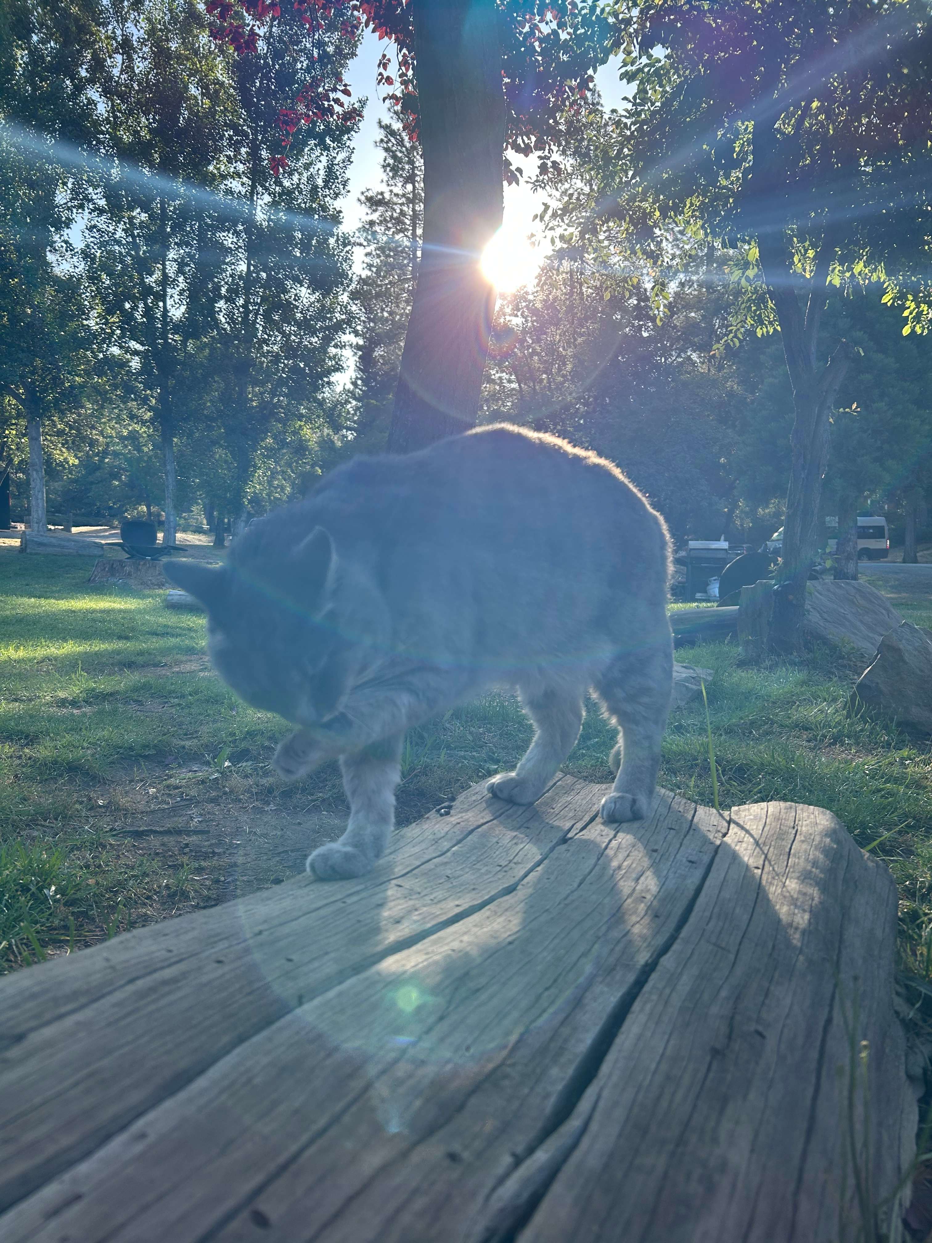 Kitty at camp! 