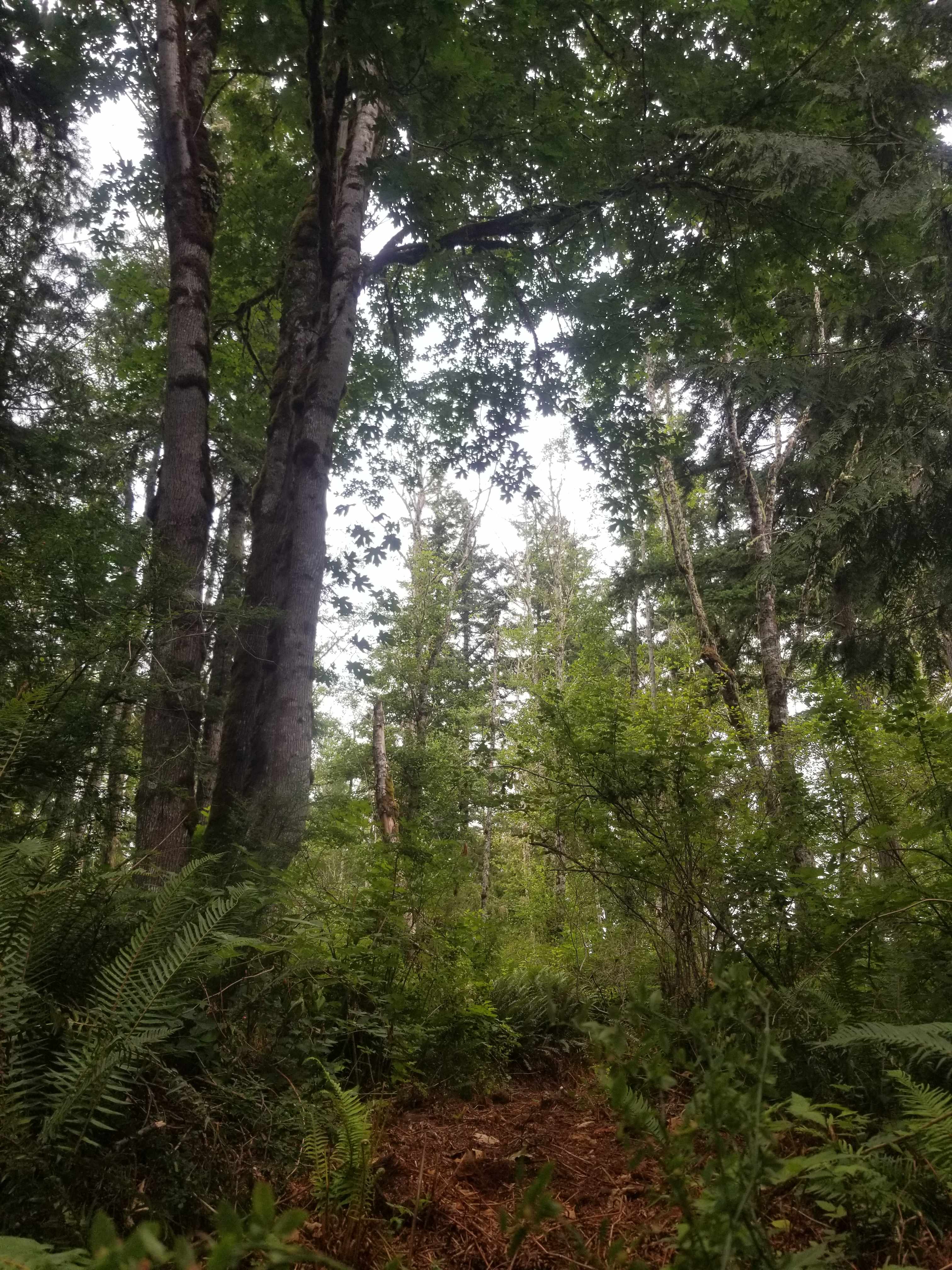 Trails across the road into the abundant forest lined with salmonberries!