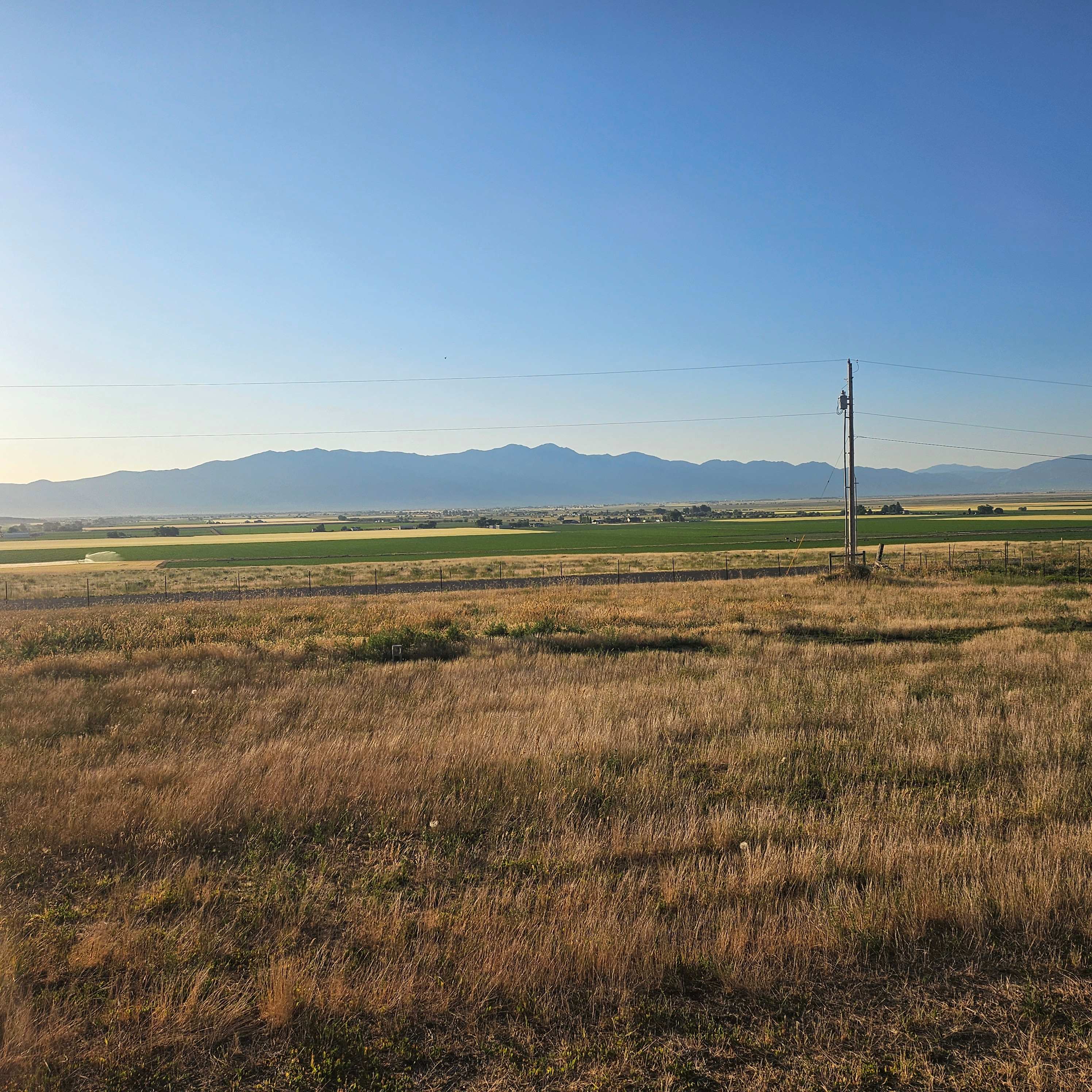 Meadowlark