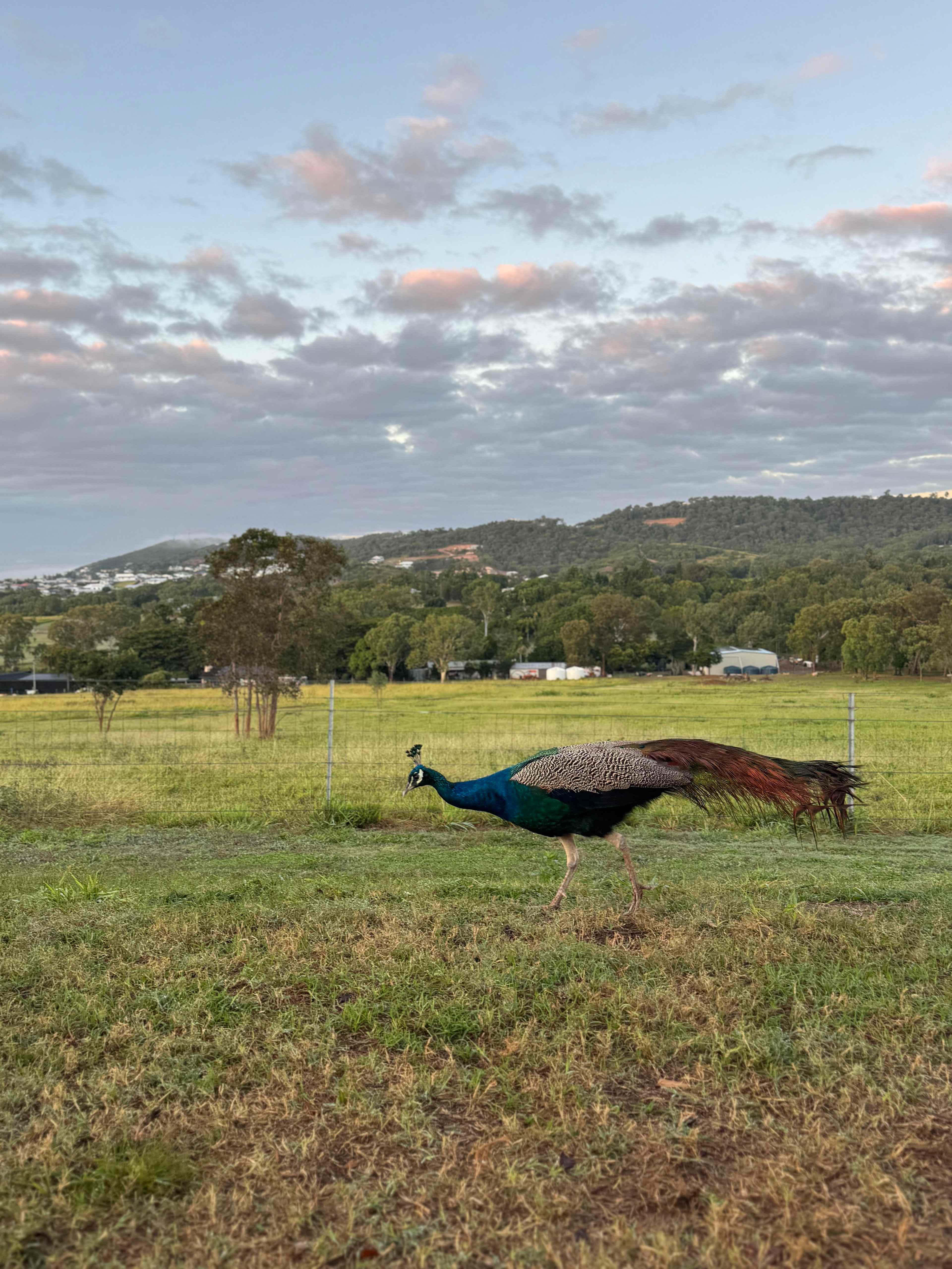 Yeppoon Farmstay