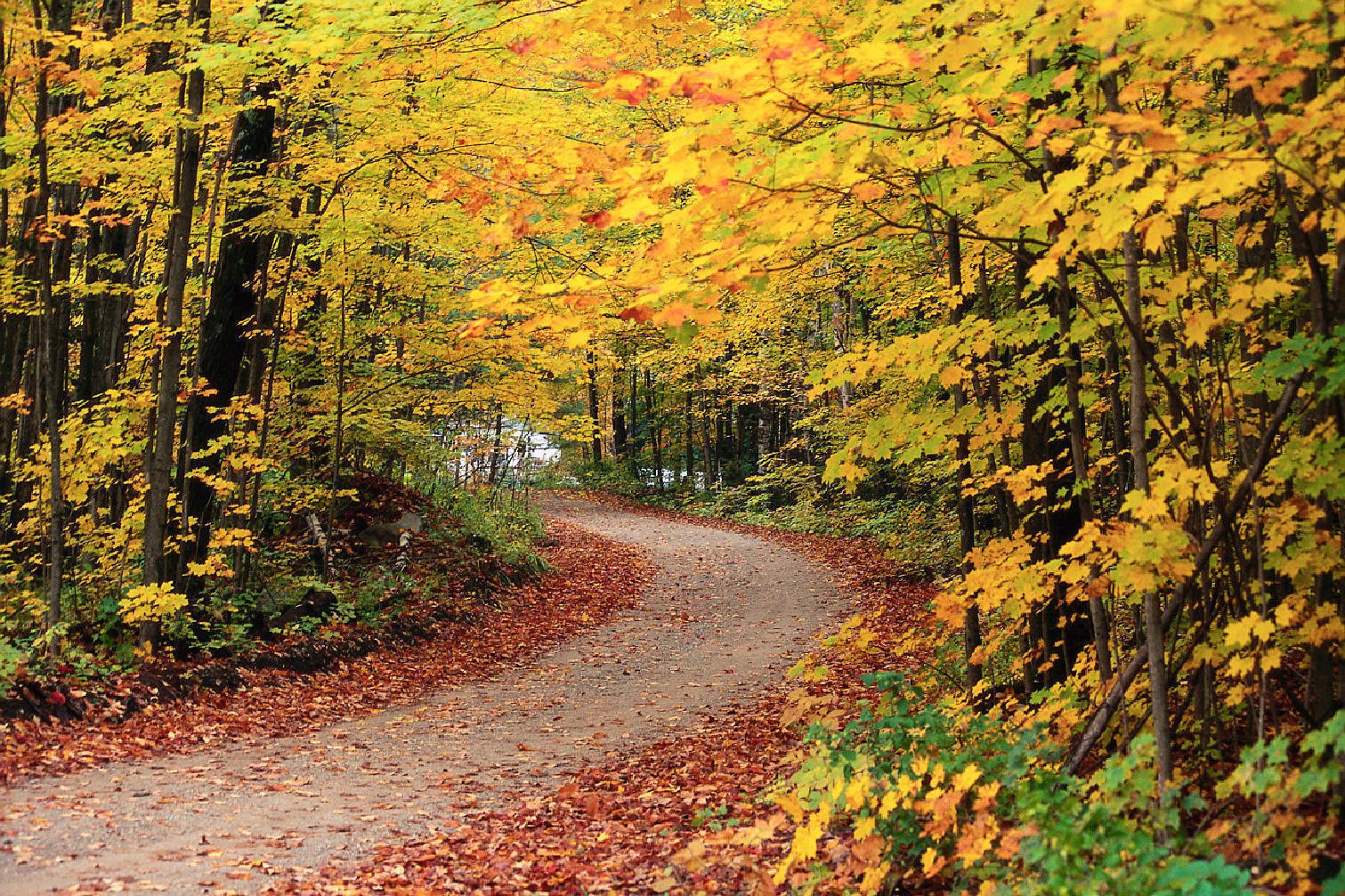 Back-Achers Campsite