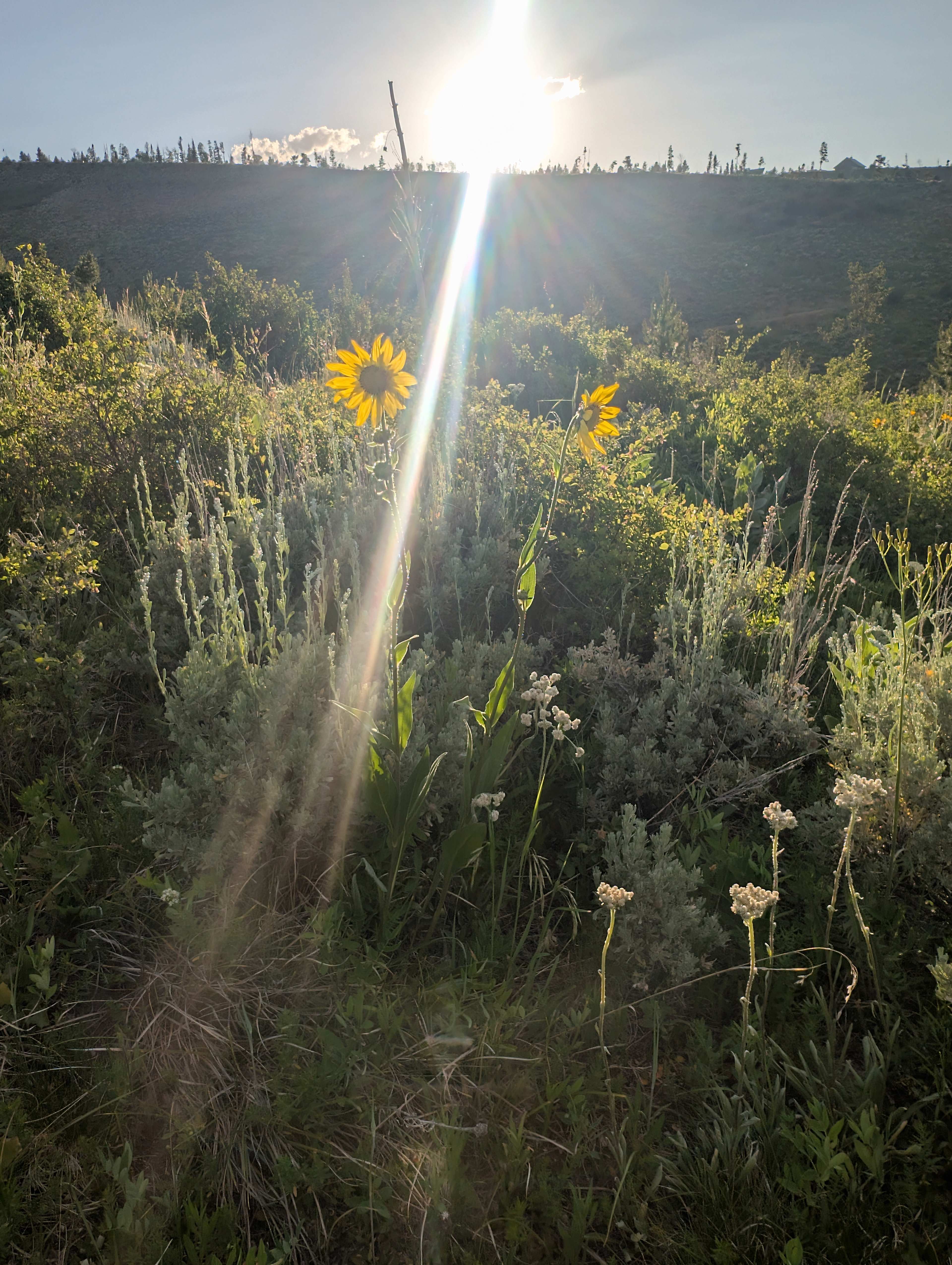 Williams Fork Lodging