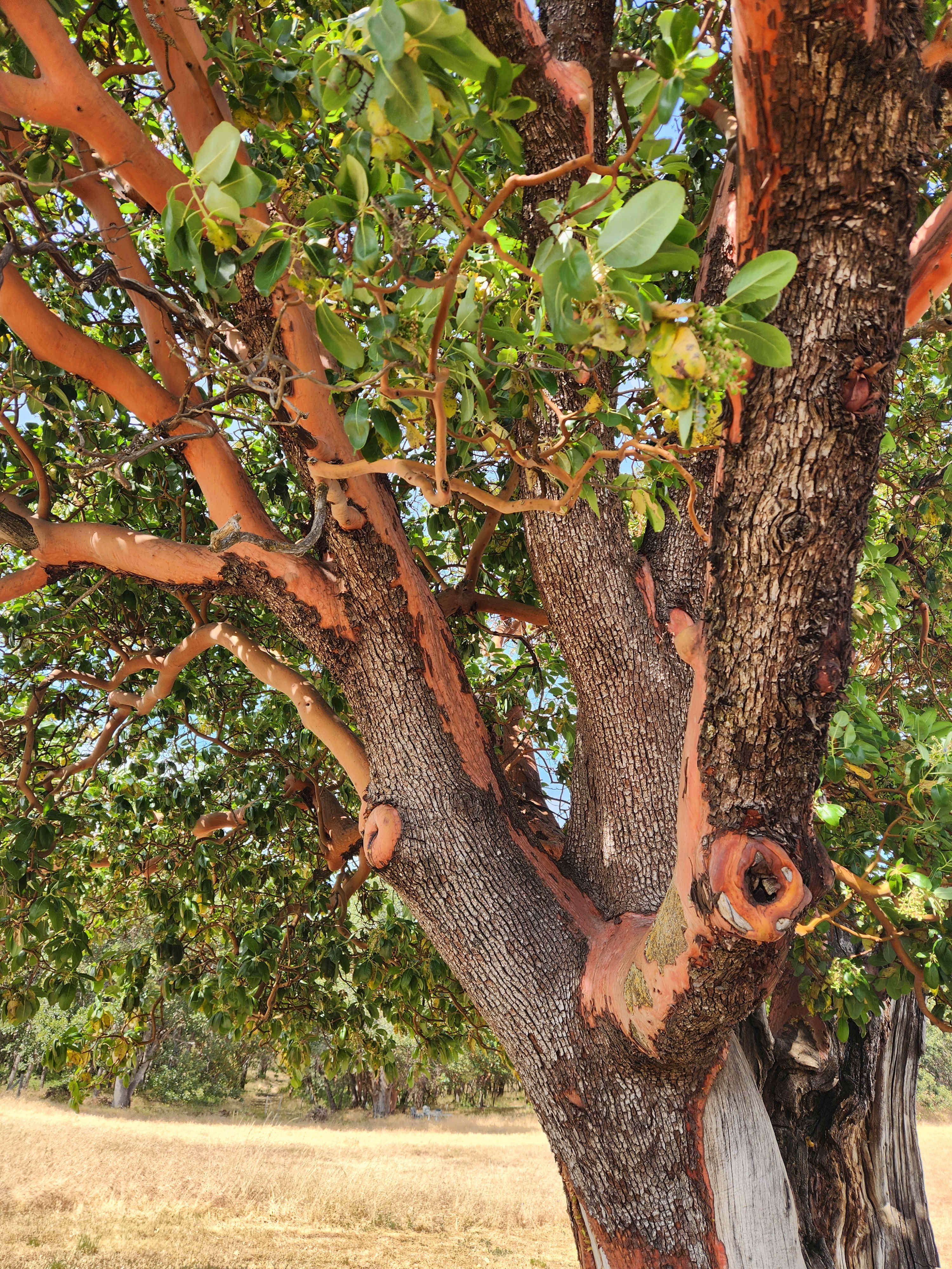 Under the Madrone