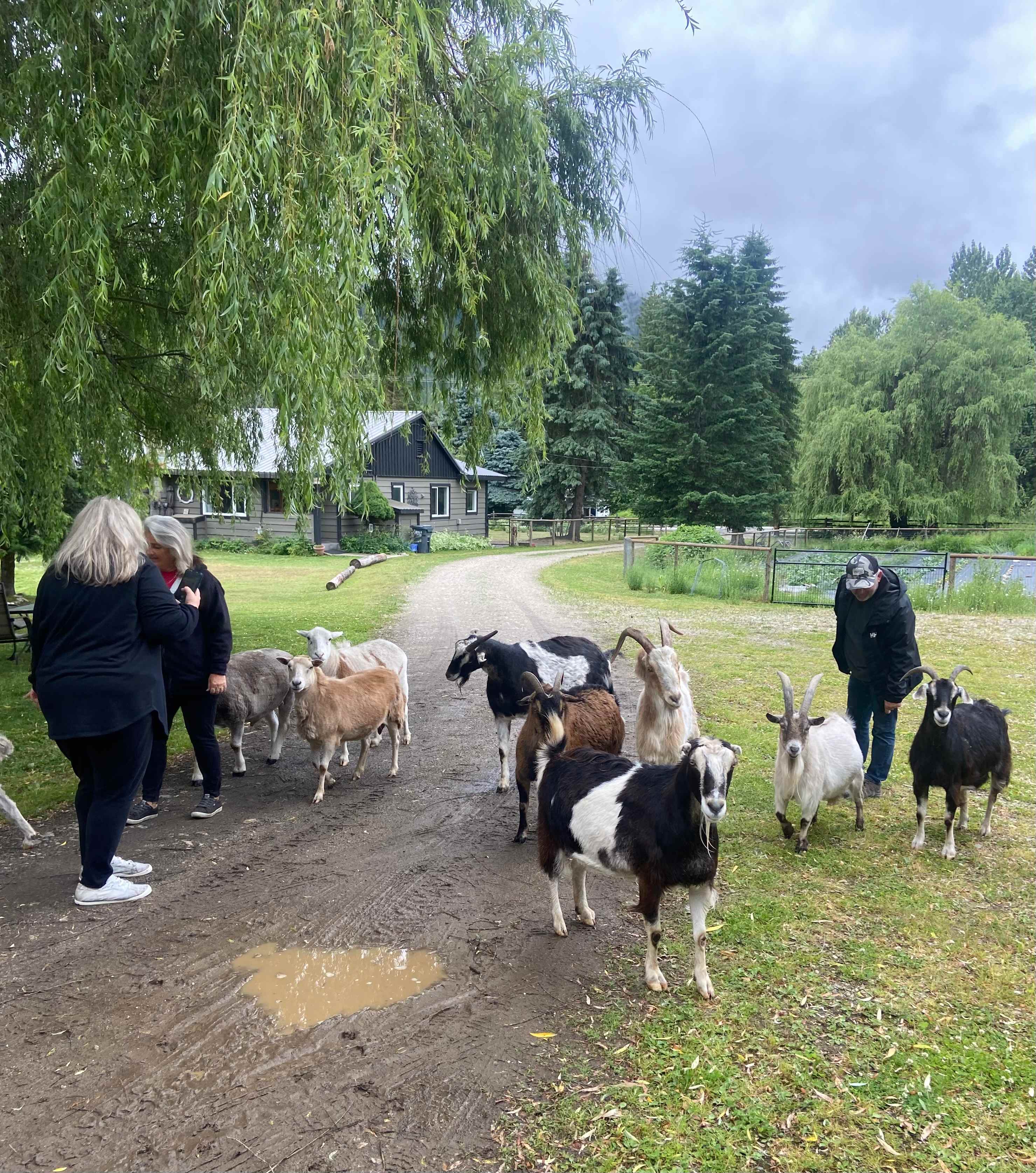 Olich Creek Farm