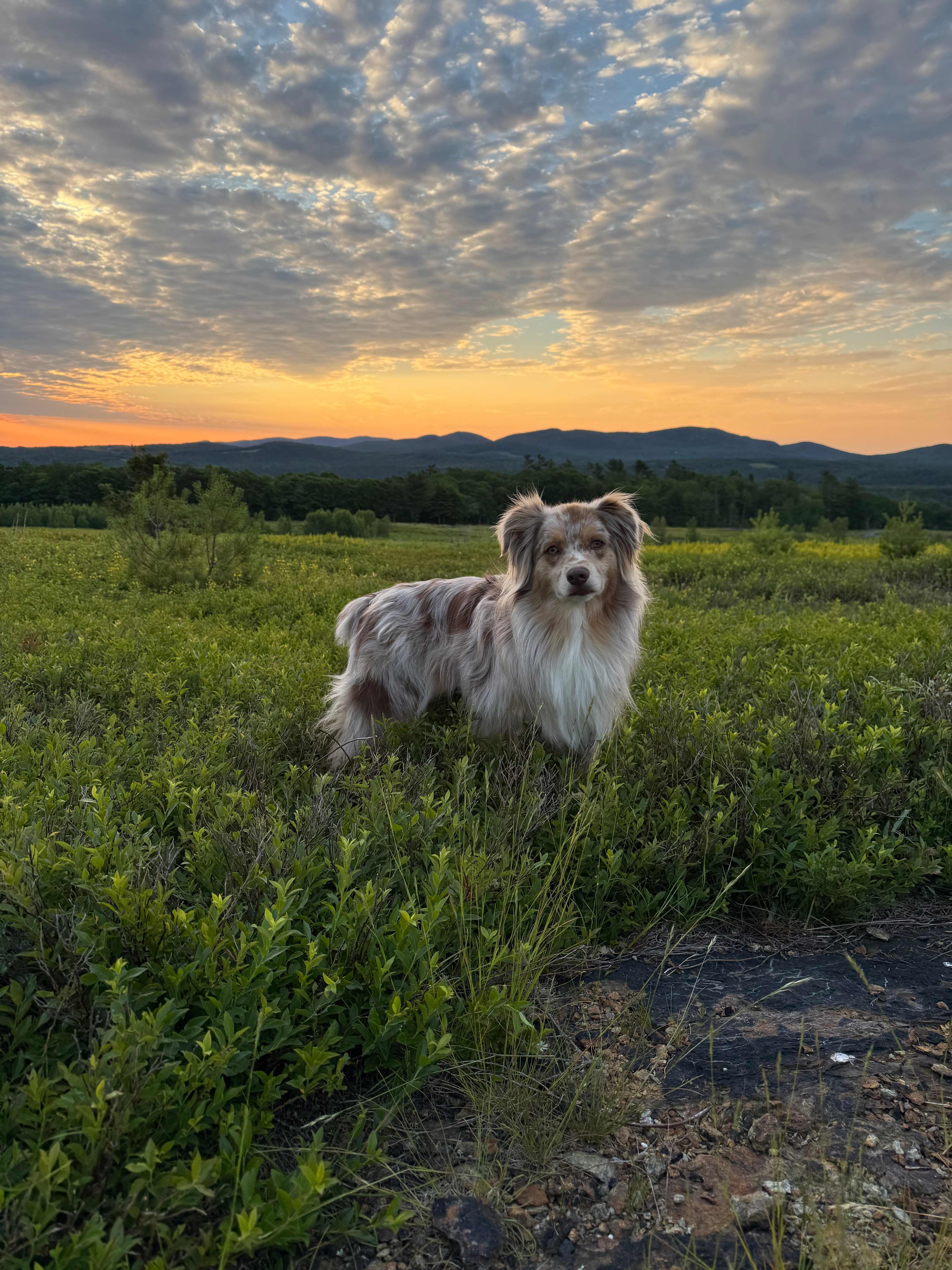 Magnificent View Blueberry Hill----